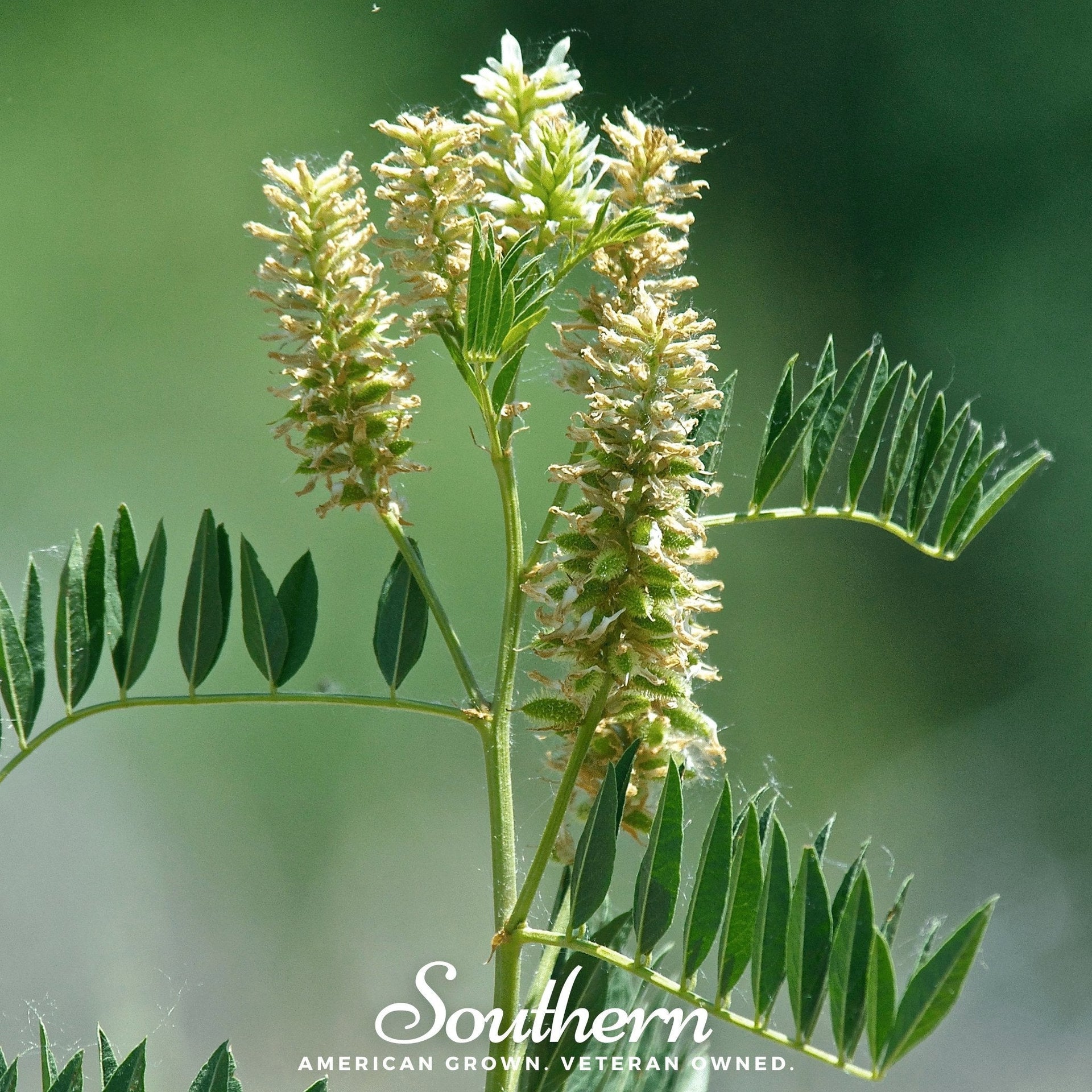 American Wild Licorice – 40 Seeds