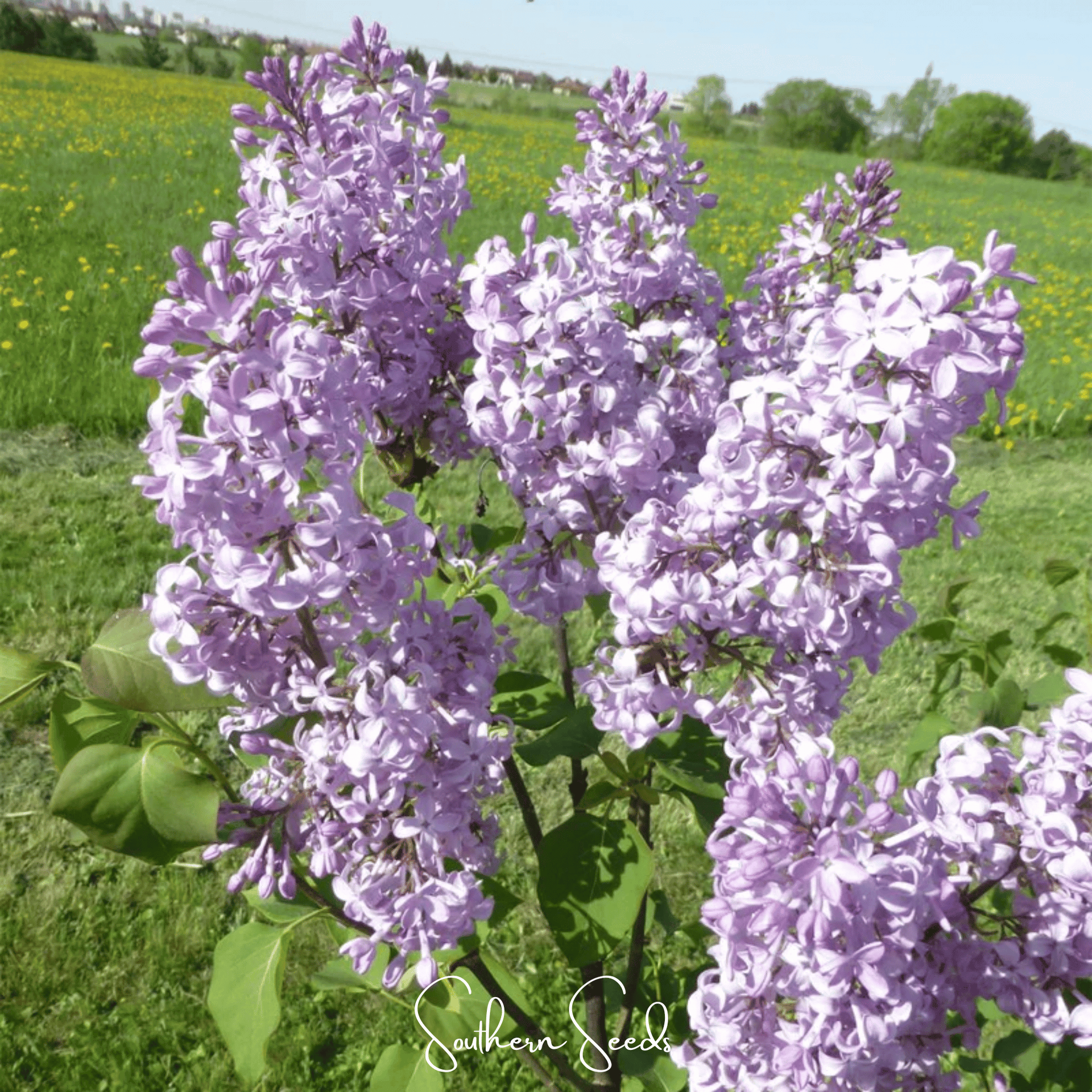 Early Blooming Lilac – 30 Seeds