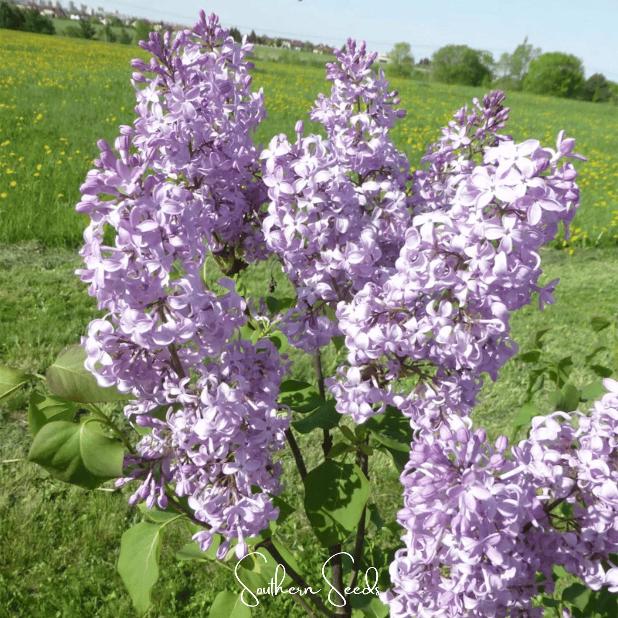 Early Blooming Lilac – 30 Seeds