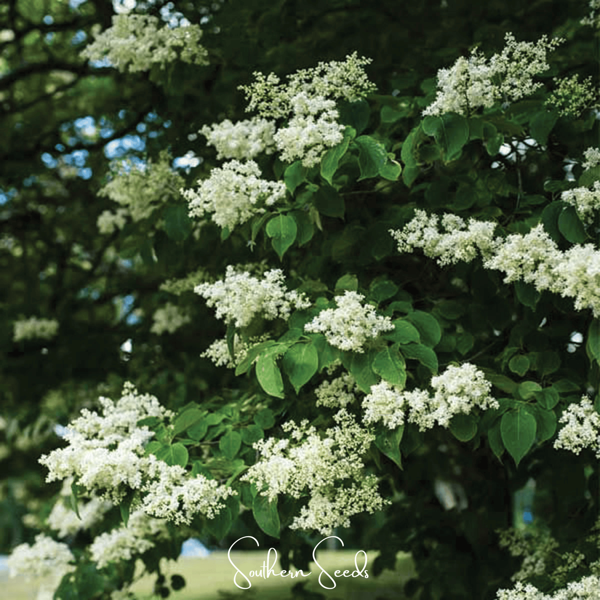 Japanese Tree Lilac – 30 Seeds