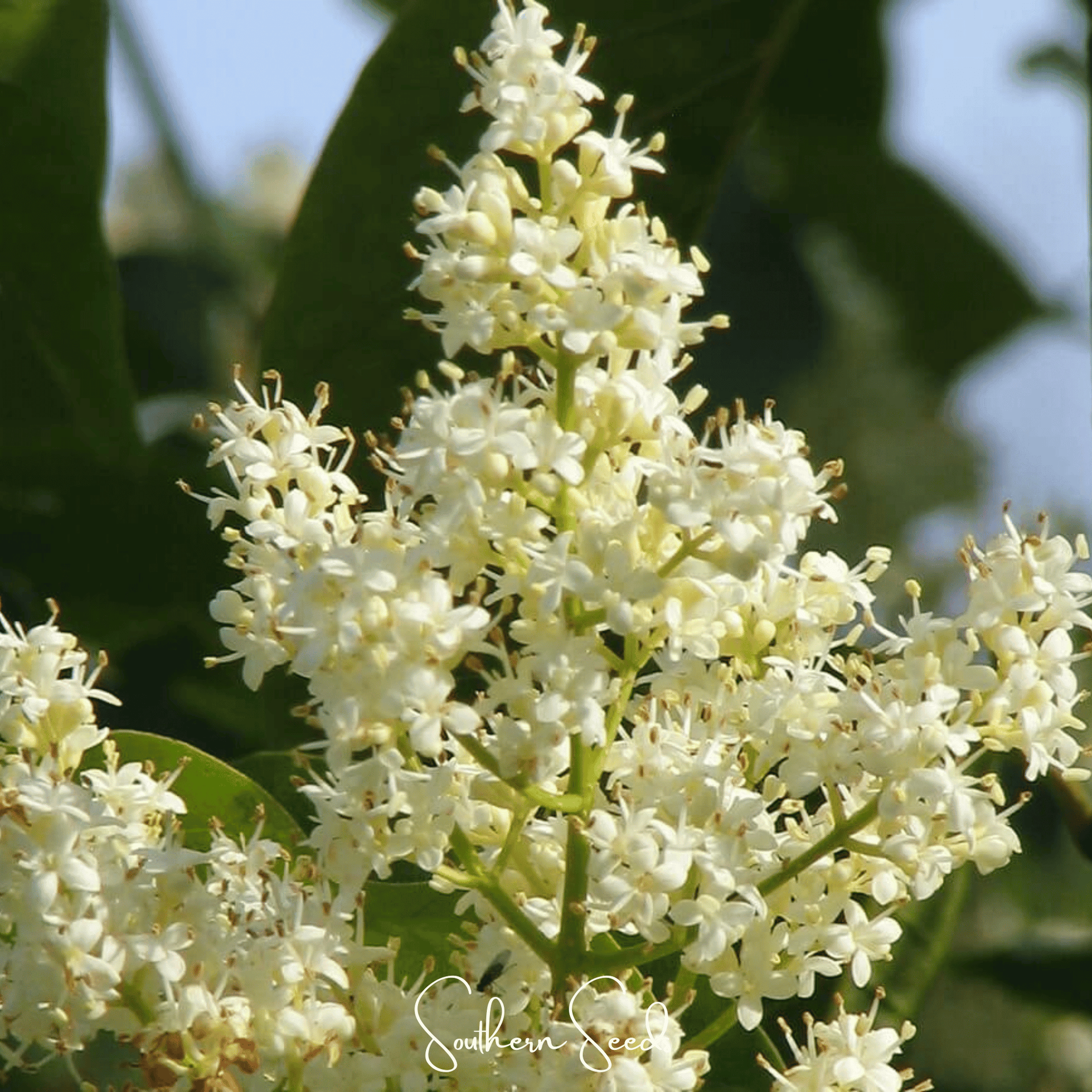 Japanese Tree Lilac – 30 Seeds