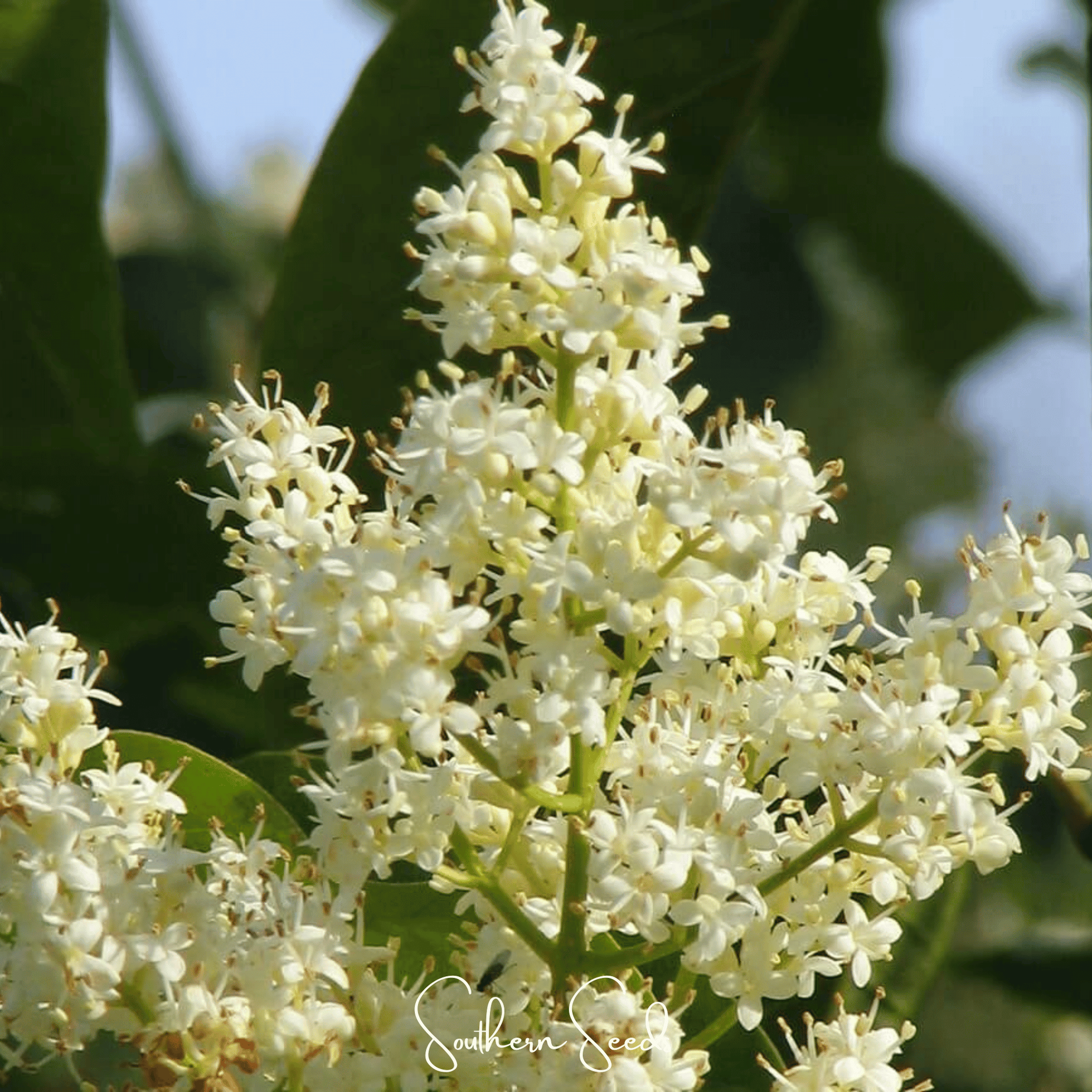 Japanese Tree Lilac – 30 Seeds