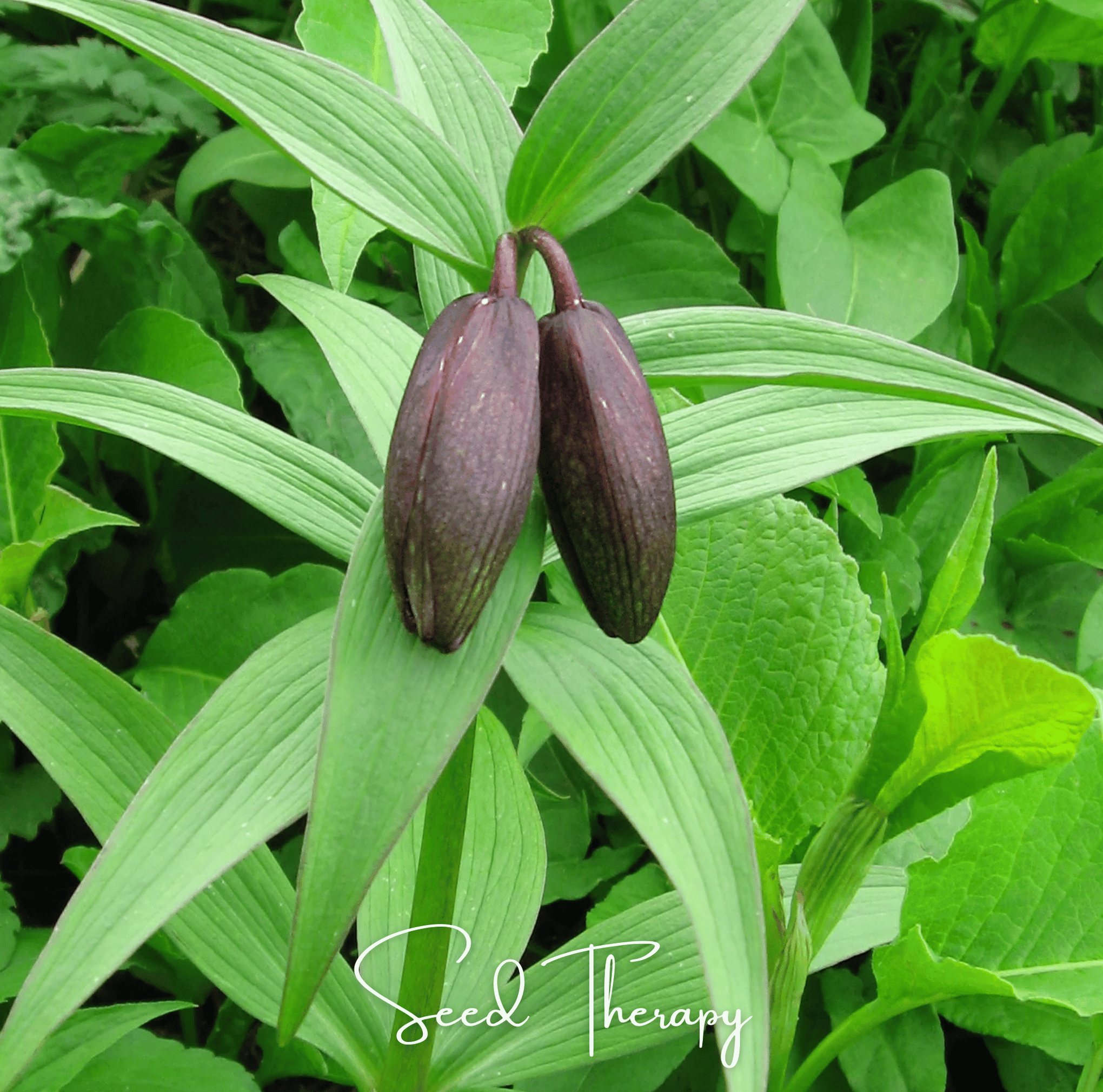 Chocolate Lily – 10 Seeds