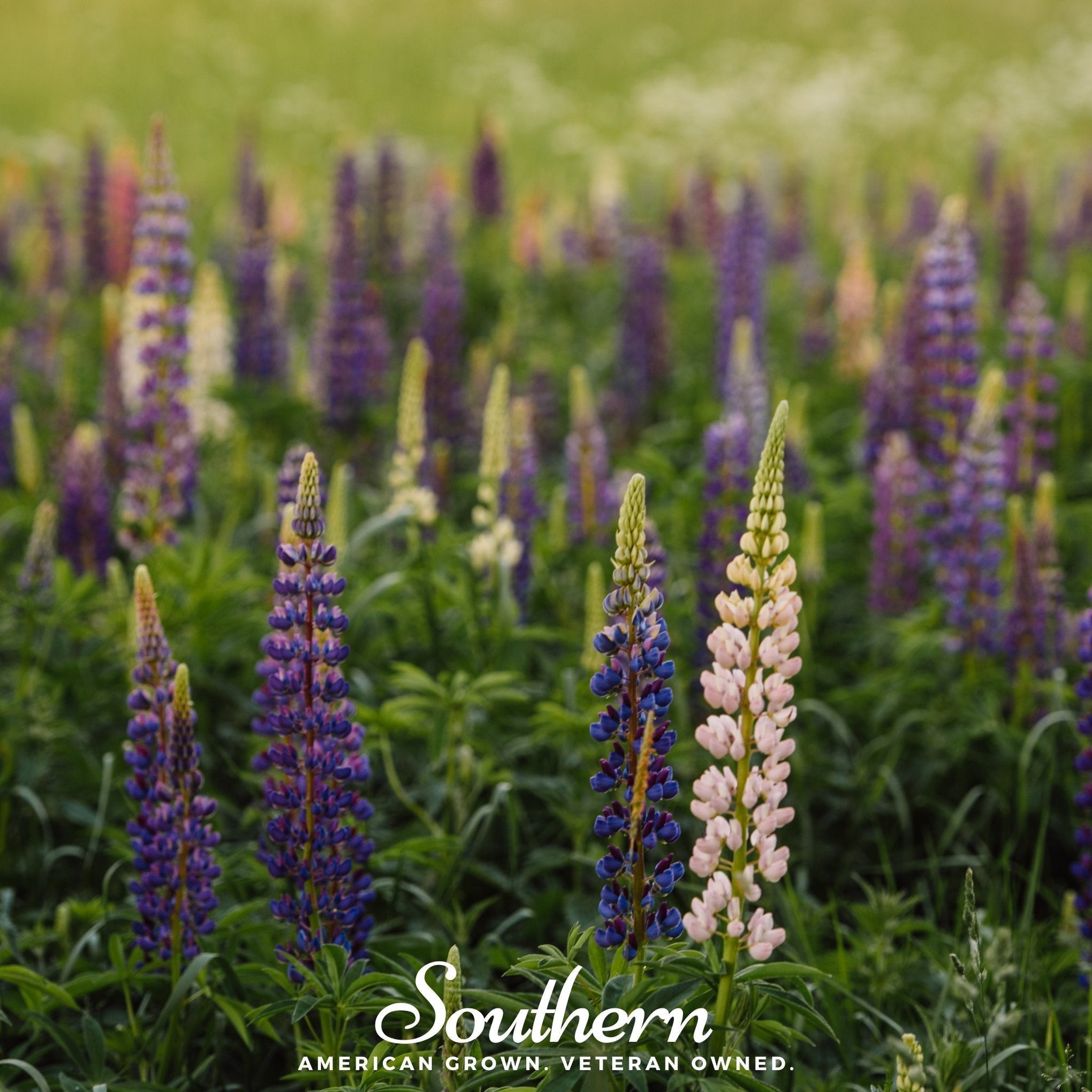 Perennial Lupine – 50 Seeds
