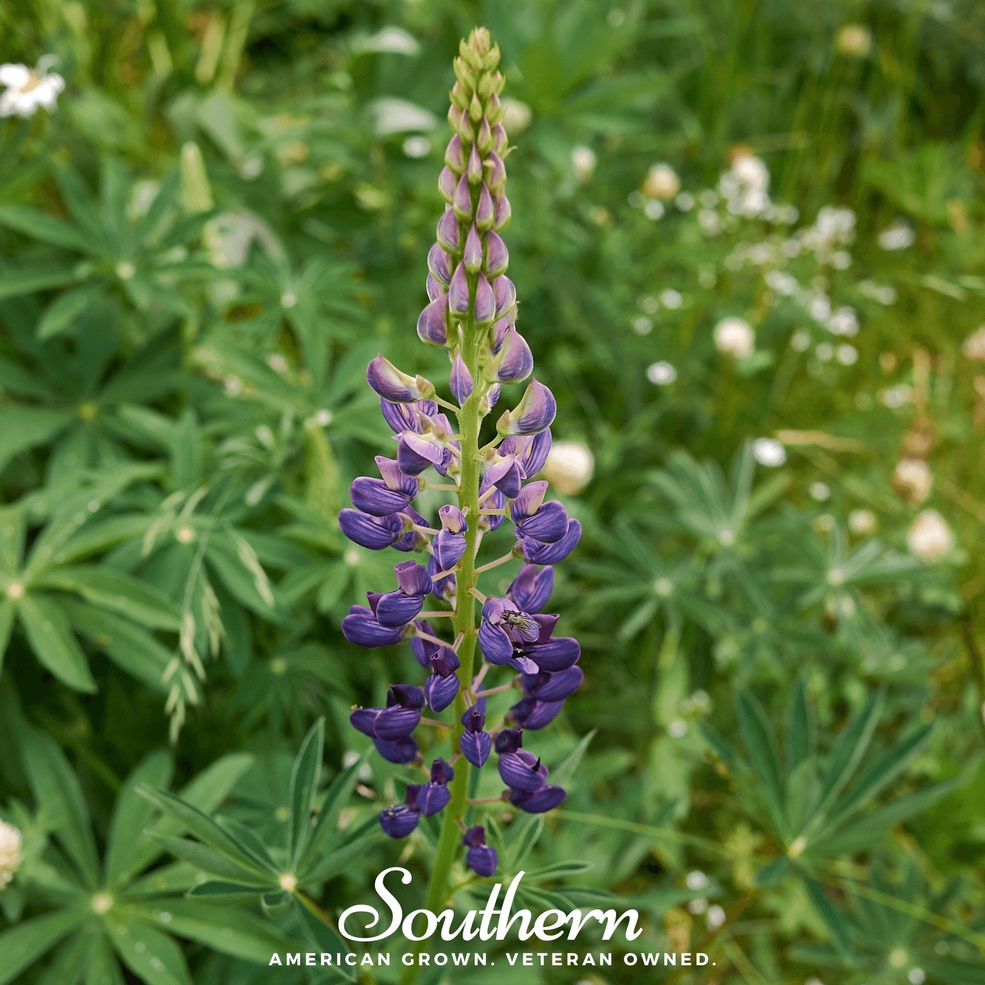 Russell Lupine – 50 Seeds