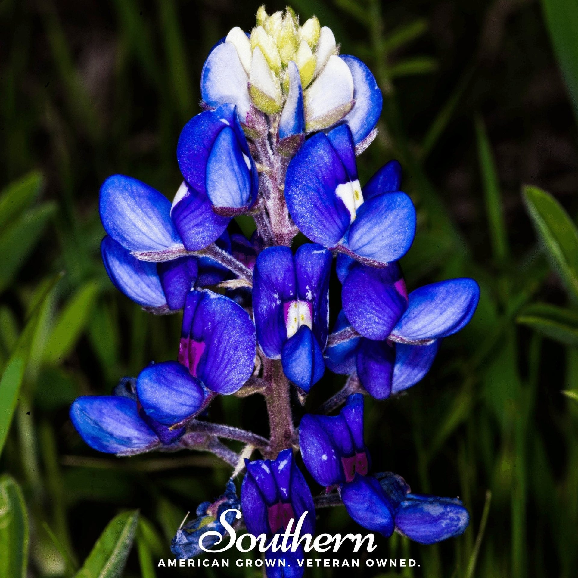 Texas Bluebonnet Lupine – 50 Seeds