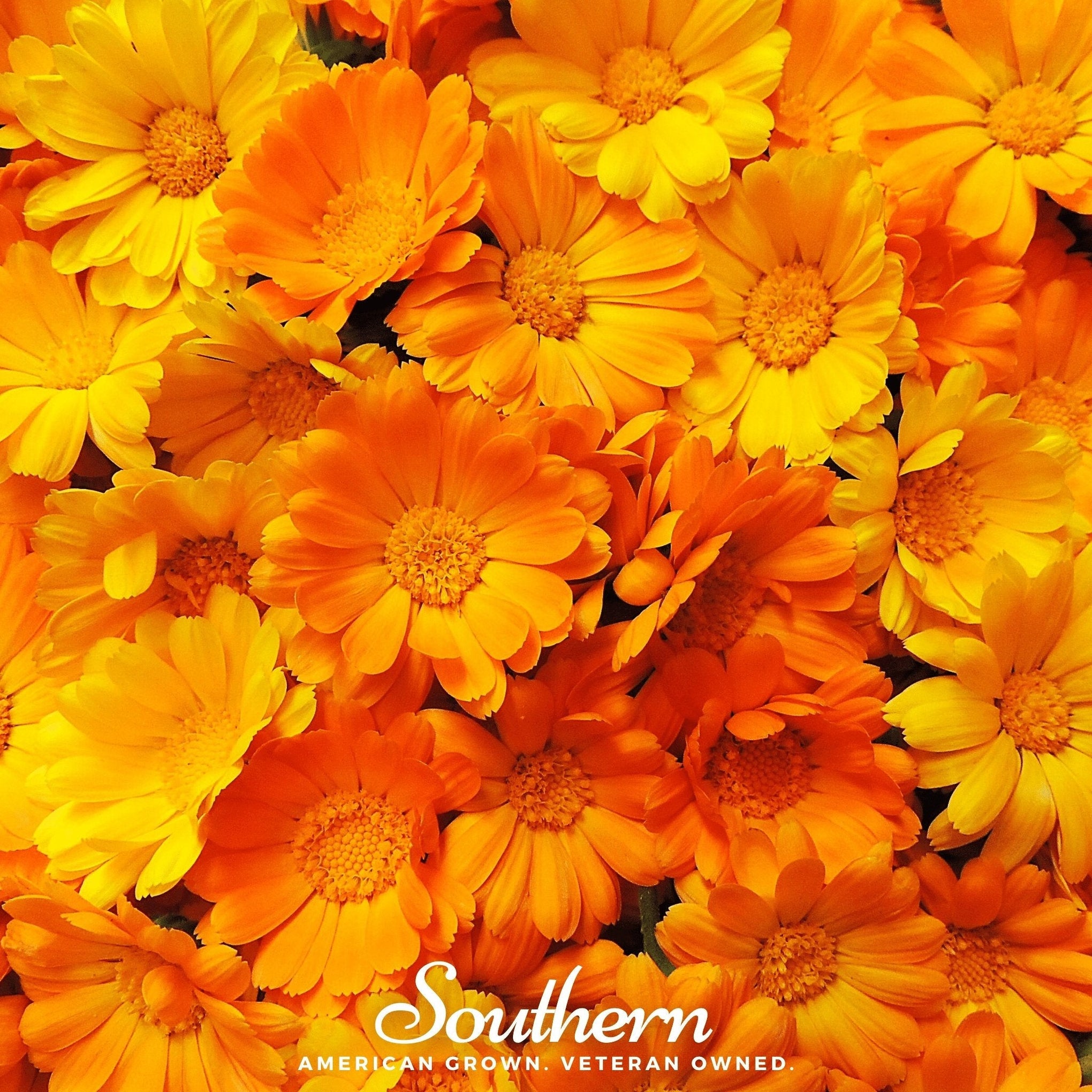 English Marigold – 100 Seeds
