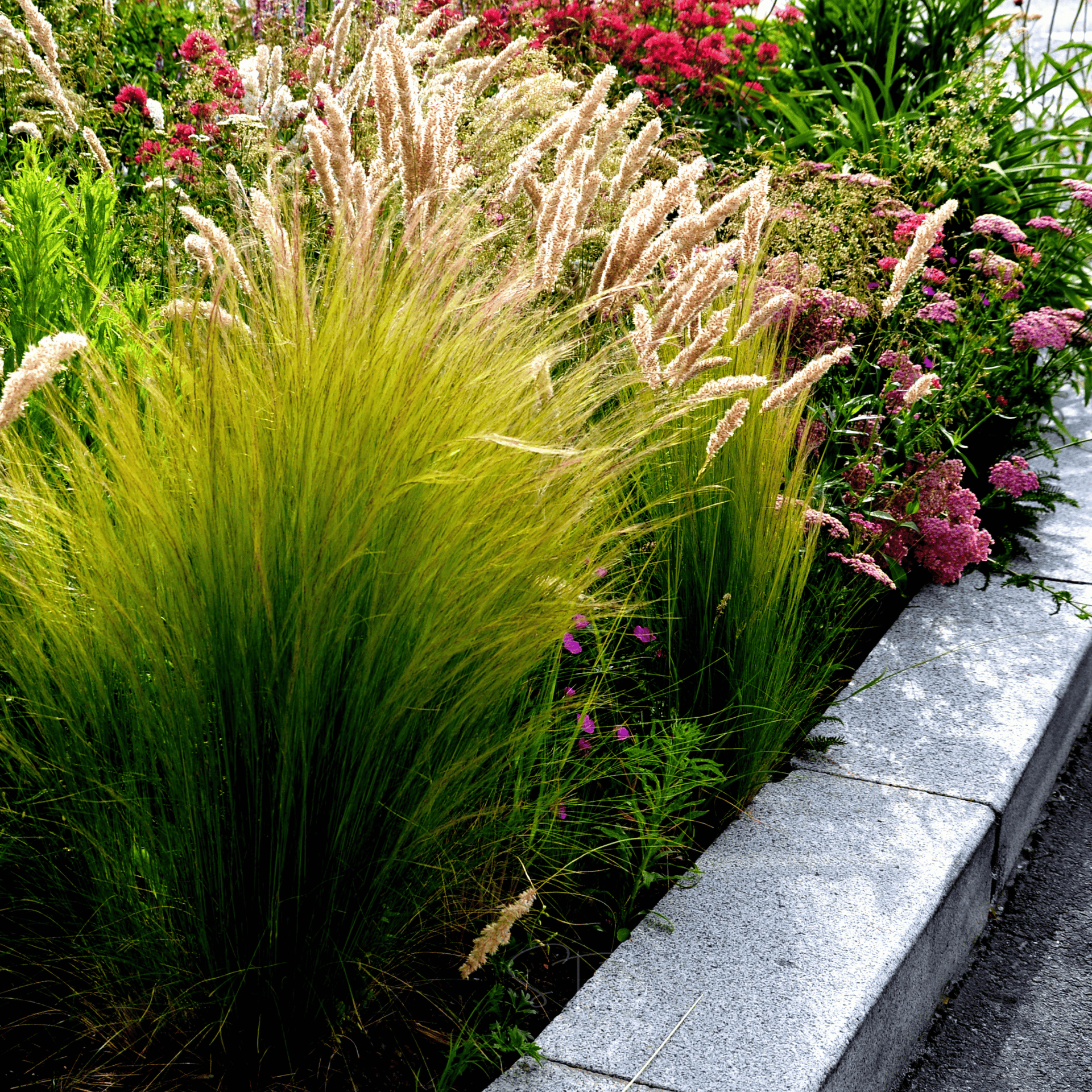 Mexican Feather Grass – 50 Seeds