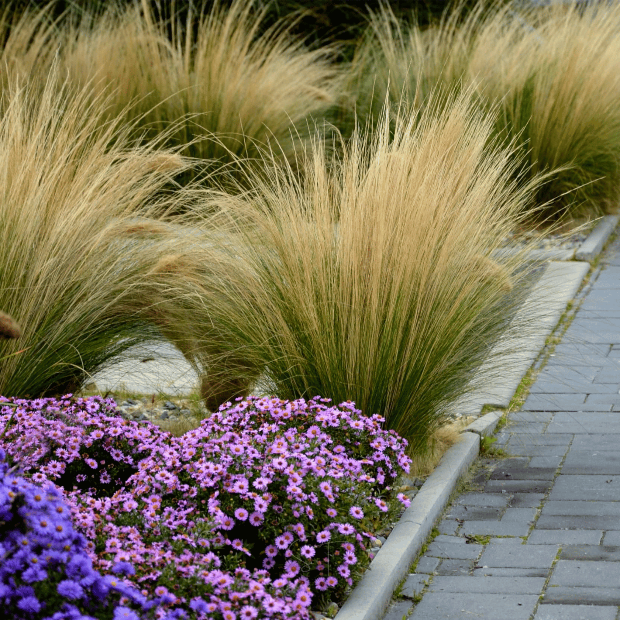 Mexican Feather Grass – 50 Seeds