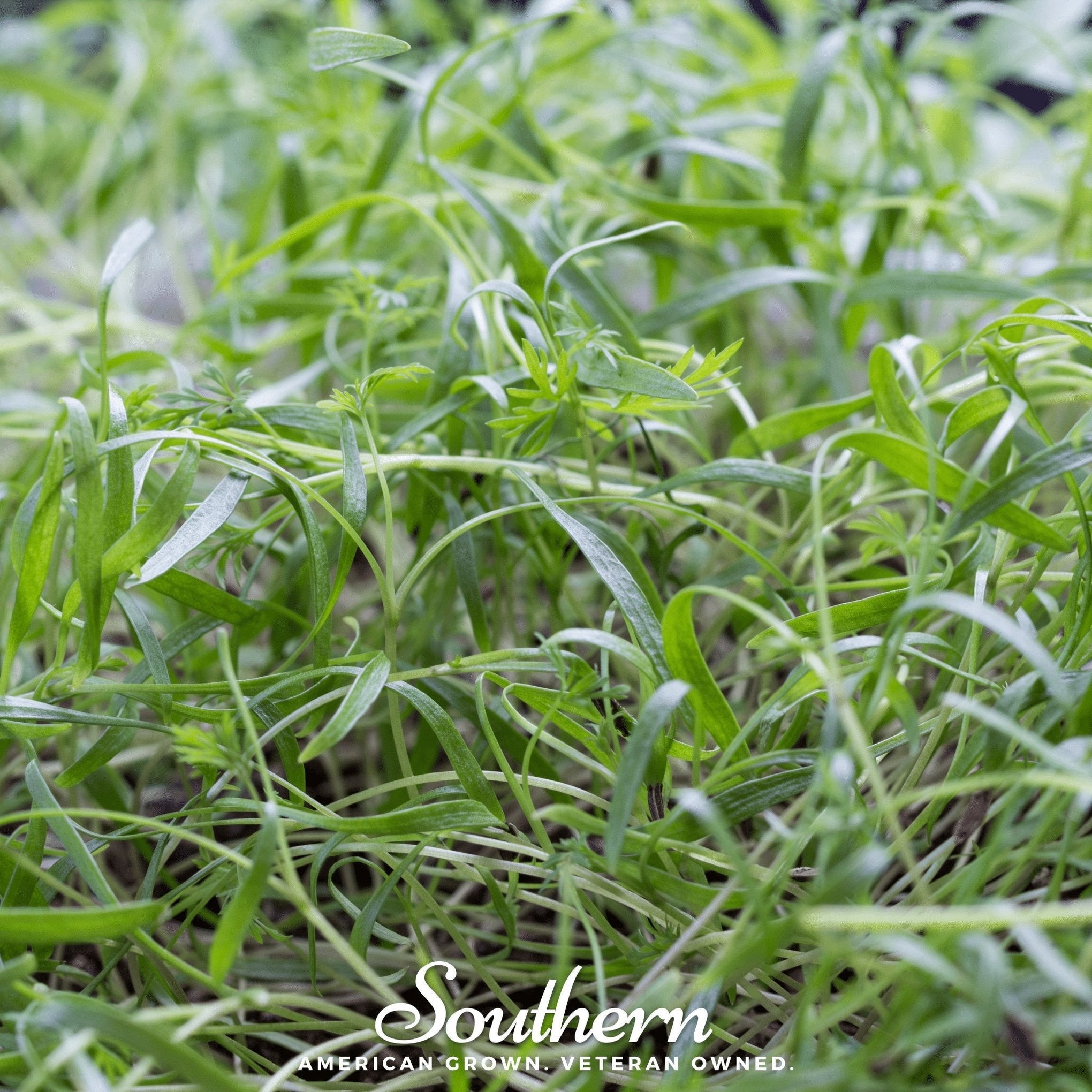 Dill Microgreen – 8 grams