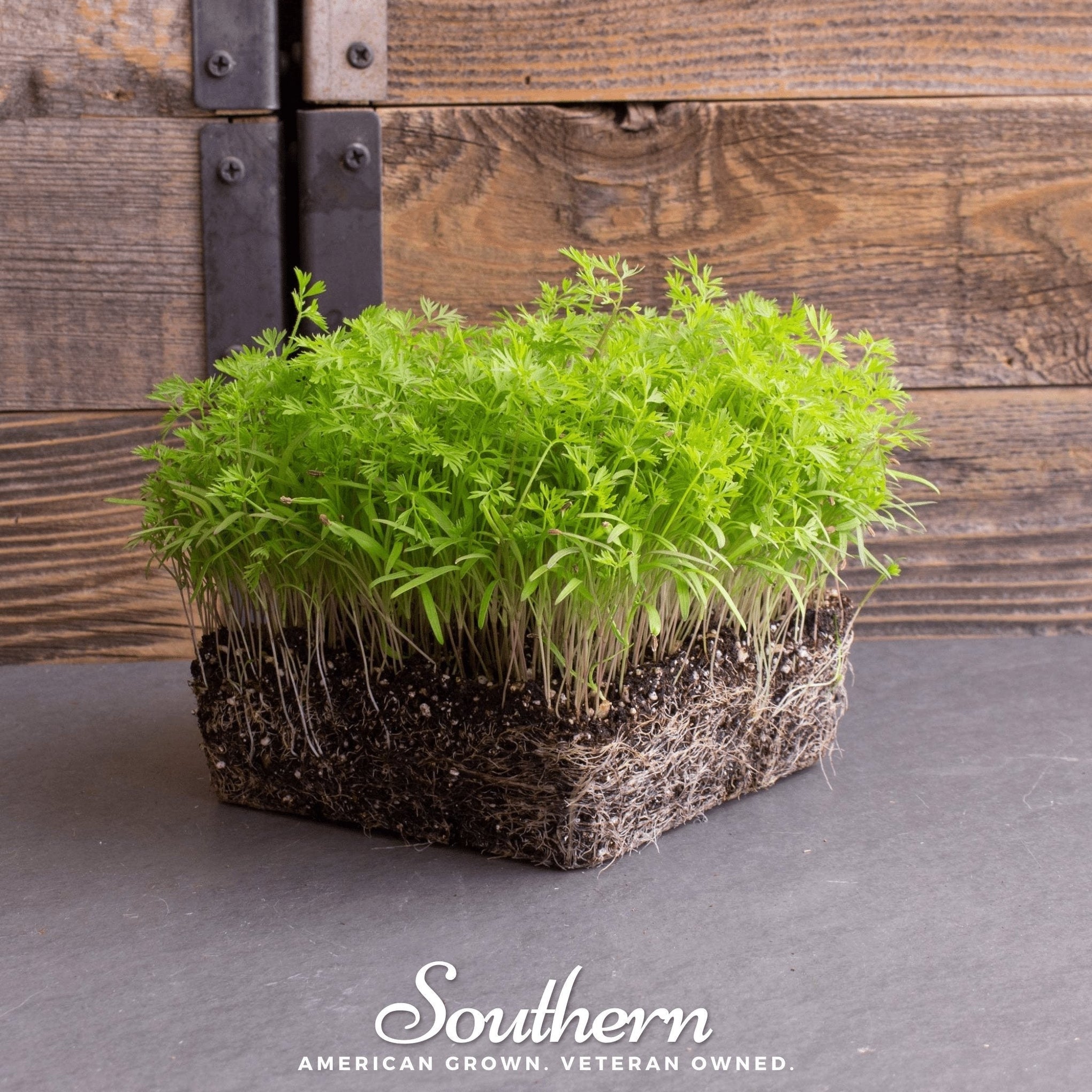 Dill Microgreen – 8 grams