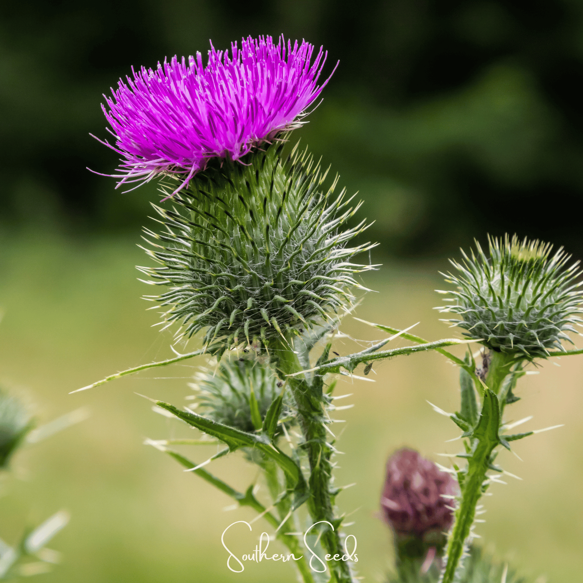 Milk Thistle – 20 Seeds