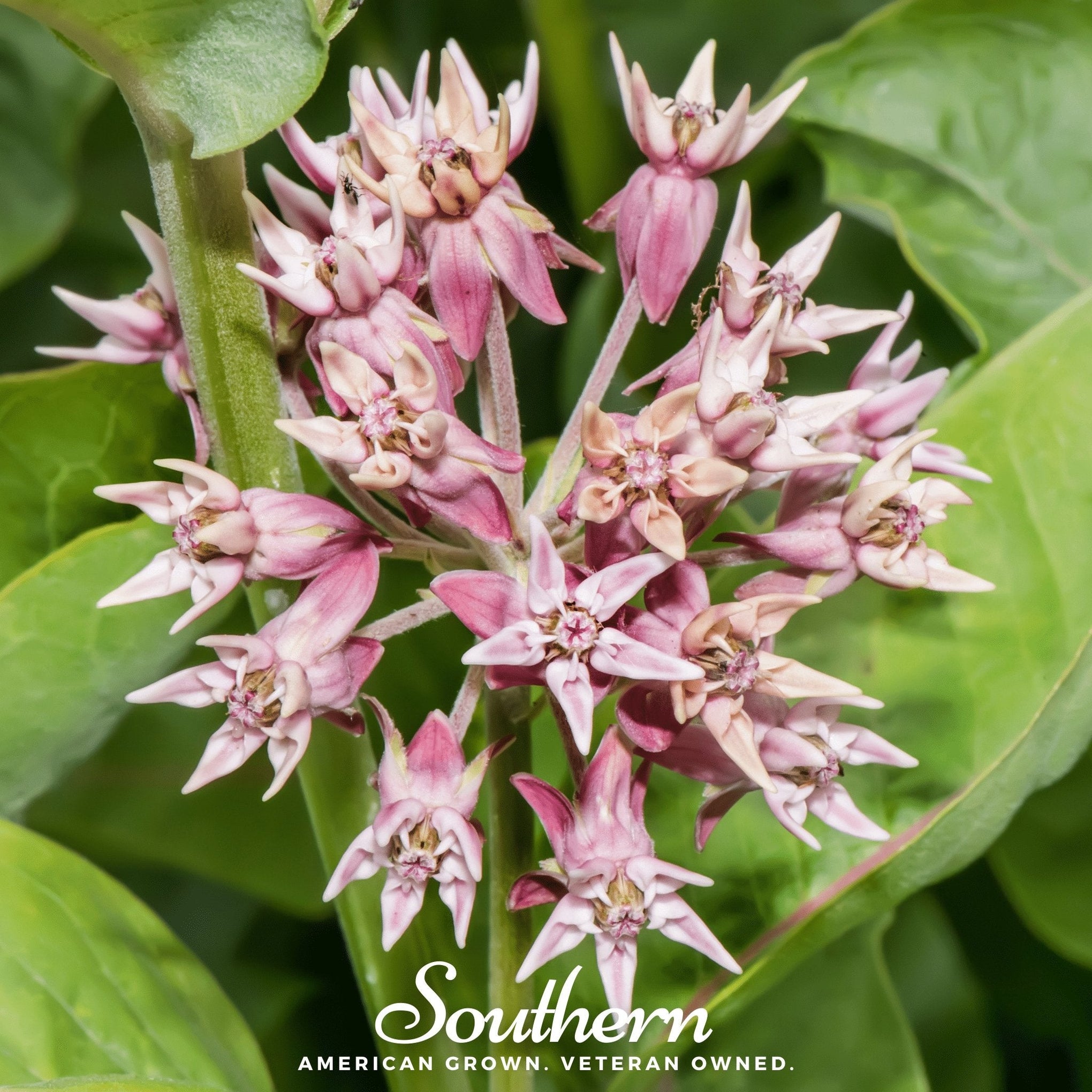 Showy Milkweed – 20 Seeds