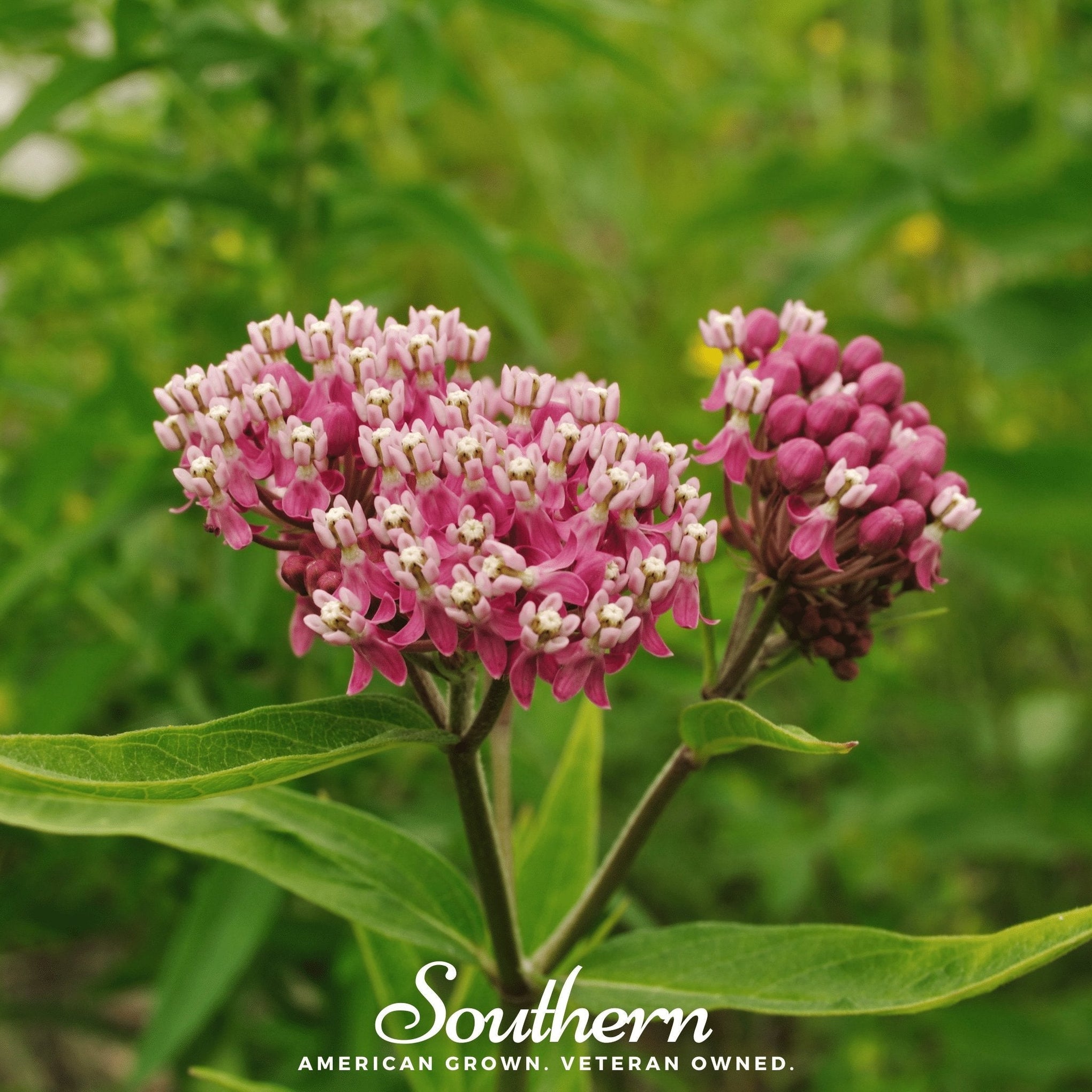 Swamp Milkweed – 50 Seeds