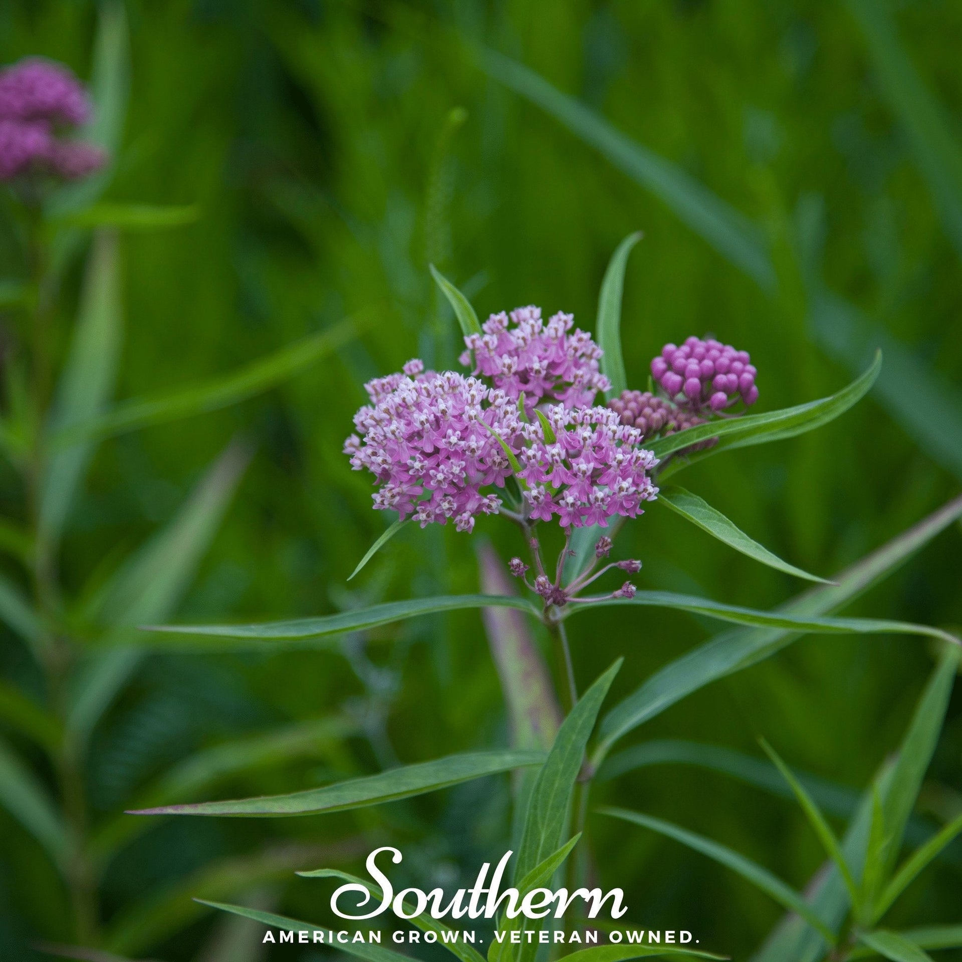 Swamp Milkweed – 50 Seeds