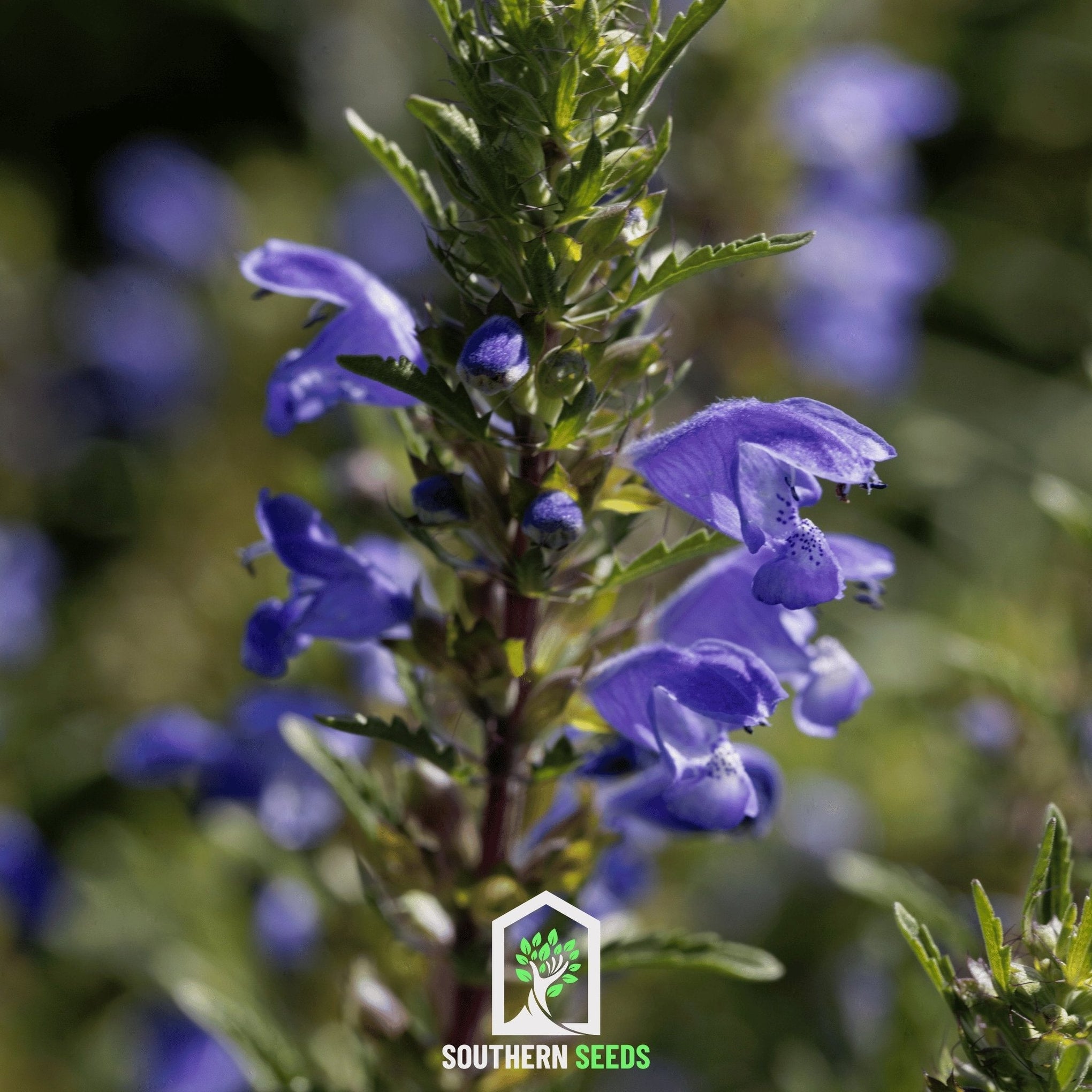 Dragonhead Moldavian Balm – 50 Seeds