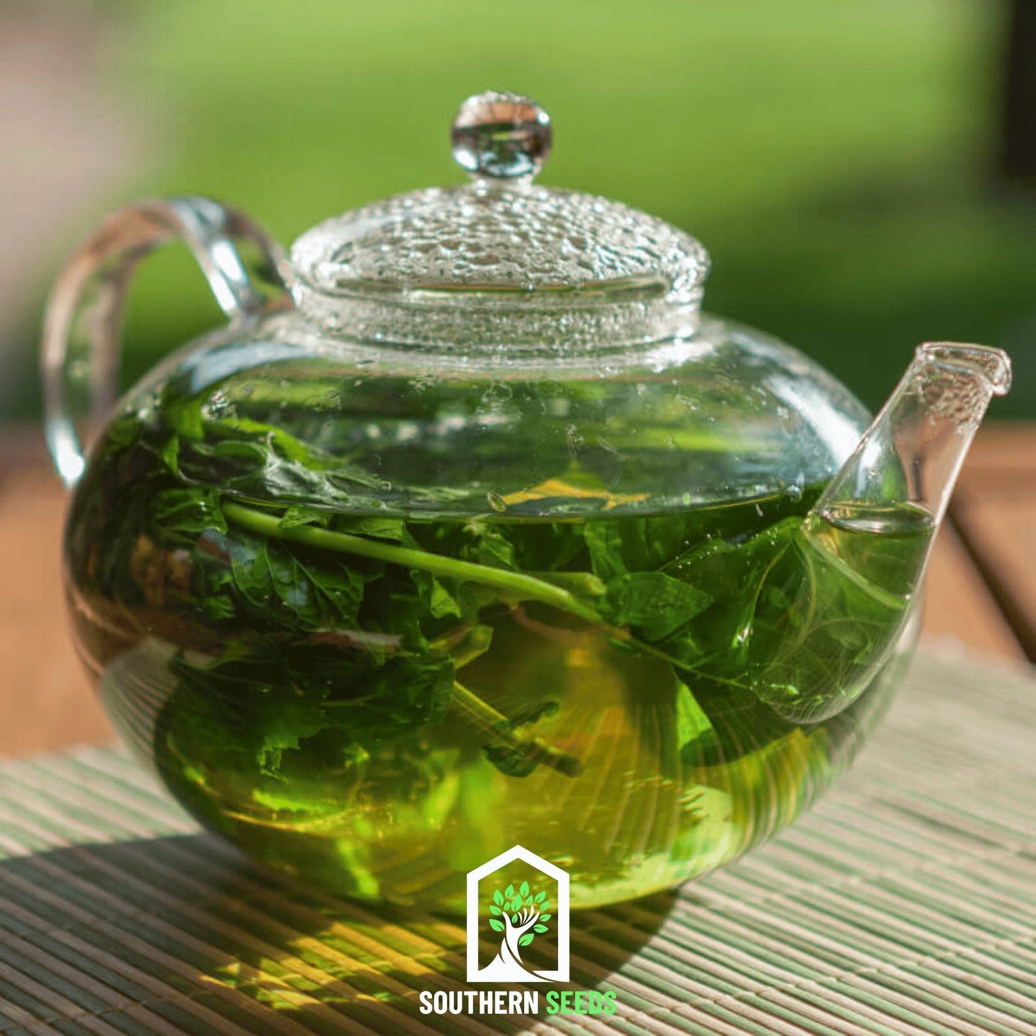 Dragonhead Moldavian Balm – 50 Seeds