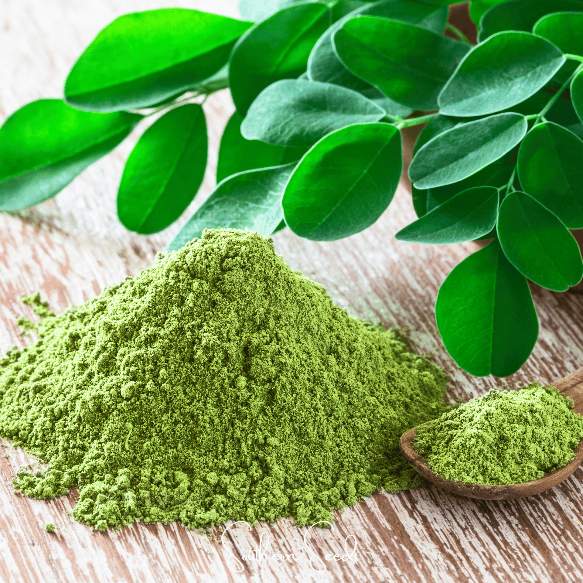 Moringa – 10 Seeds