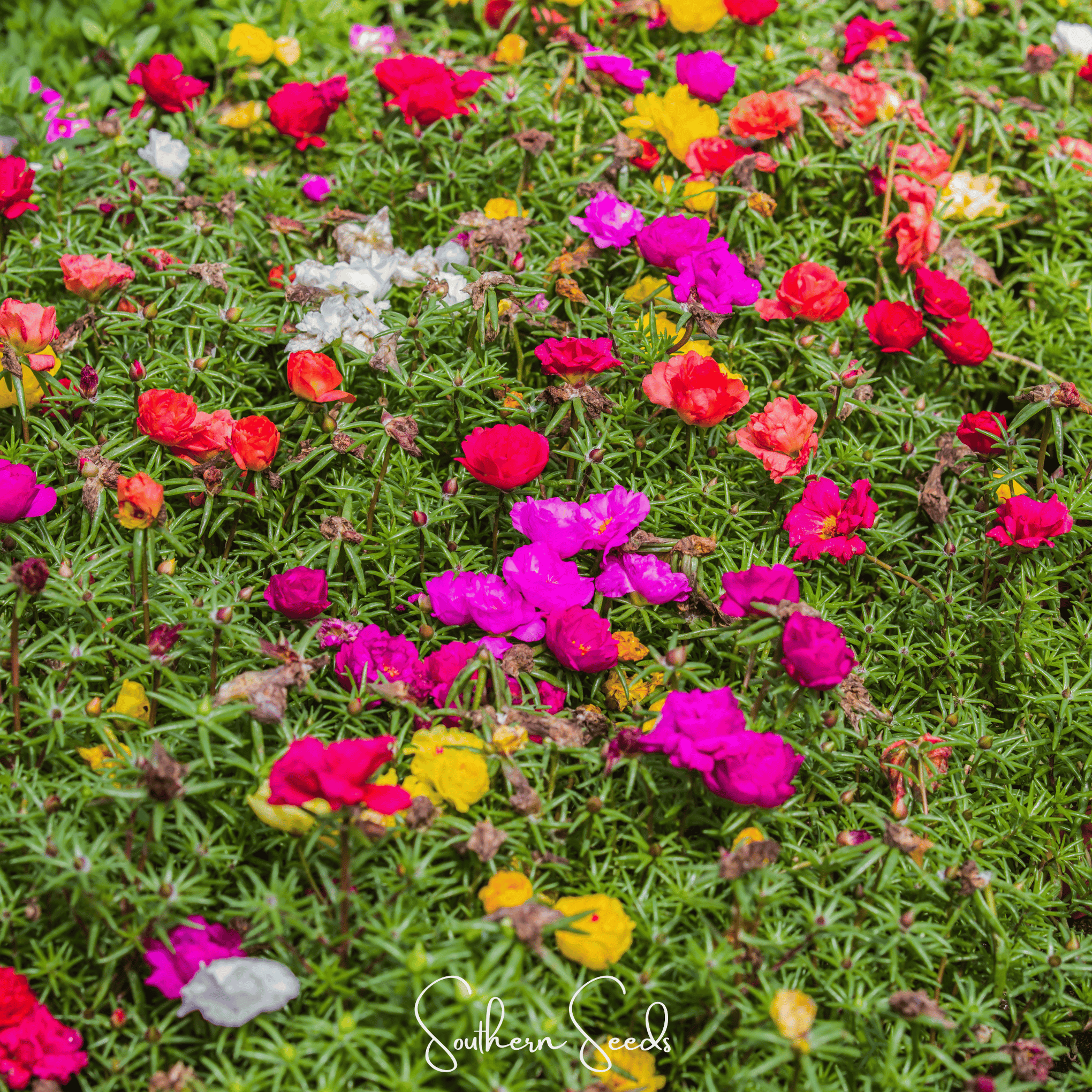 Moss Rose Mix – 250 Seeds