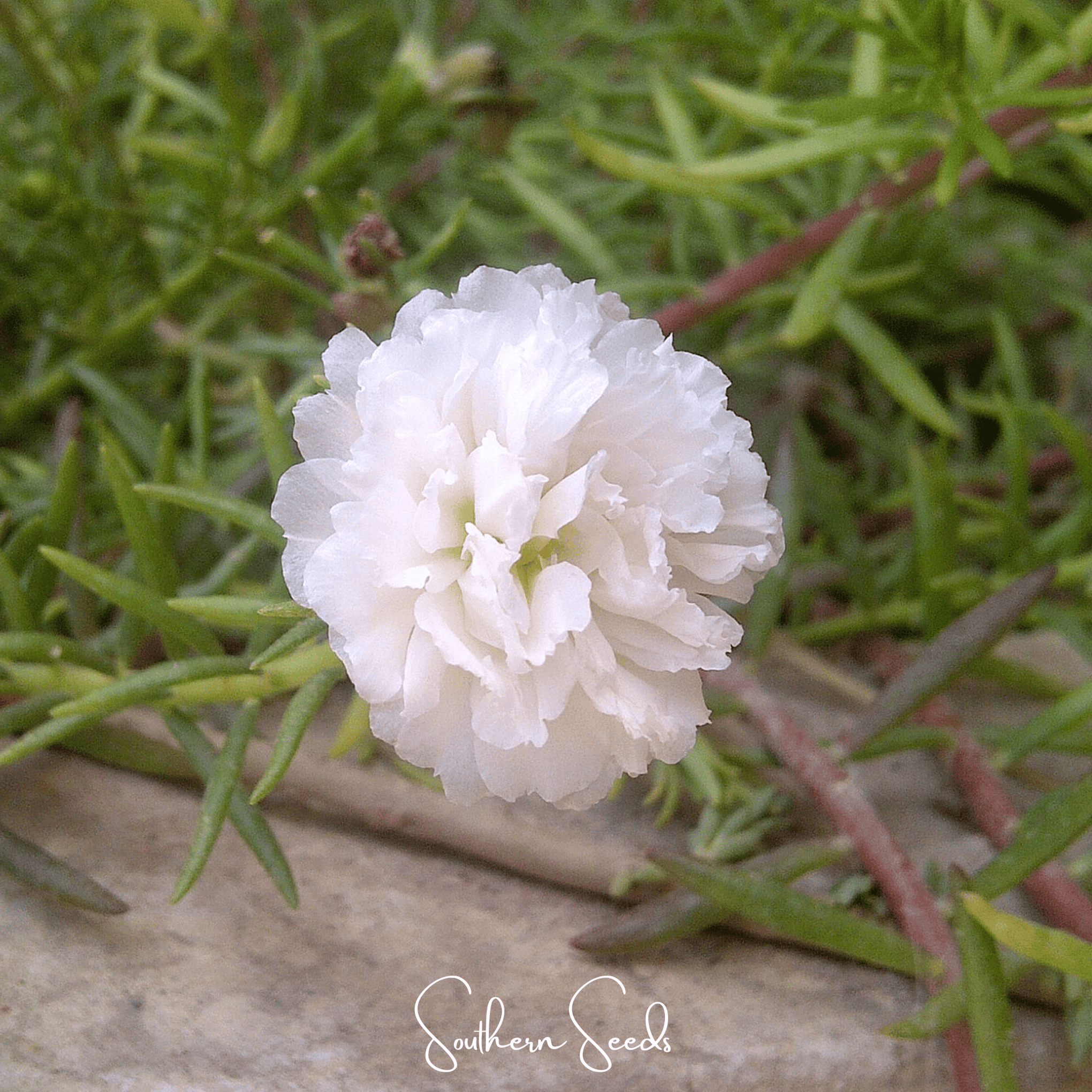 White Moss Rose – 250 Seeds