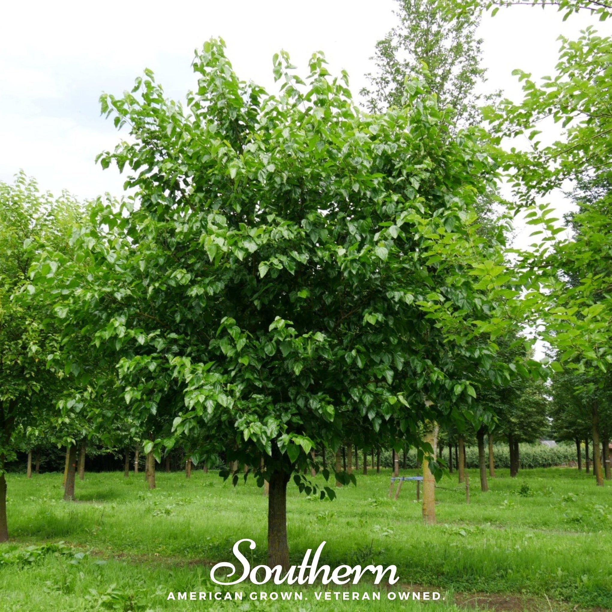 White Mulberry – 50 Seeds