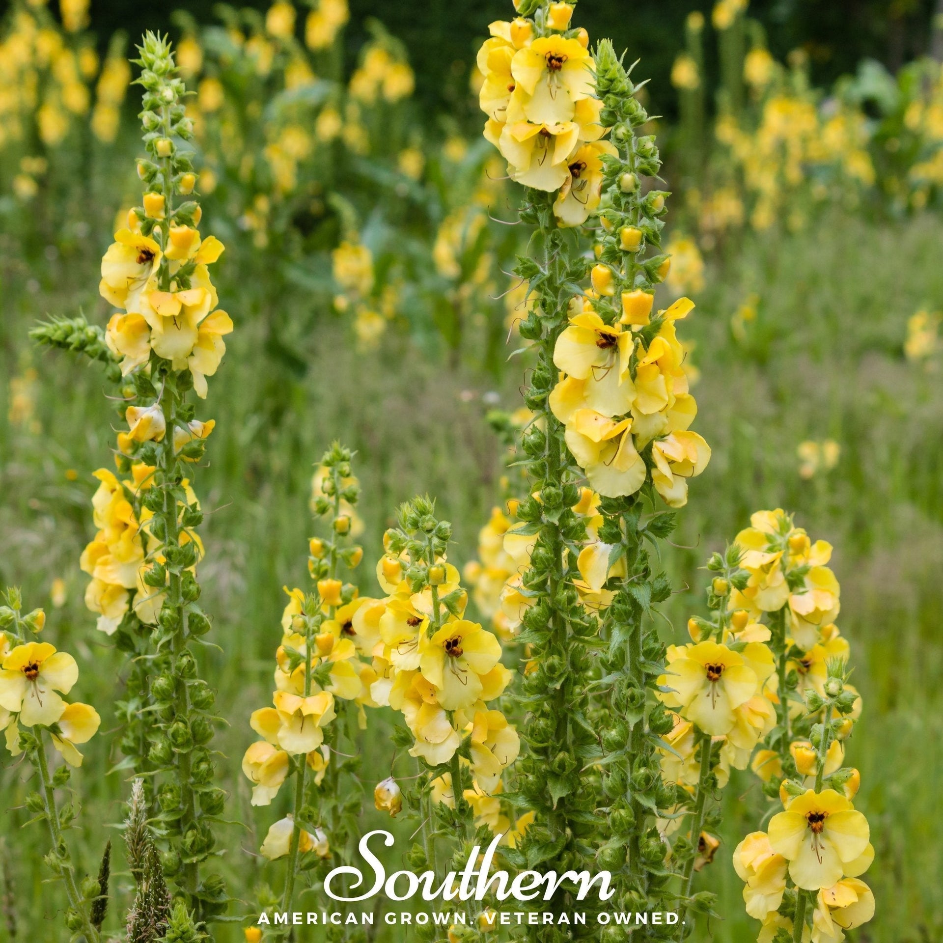 Mullein – 100 Seeds