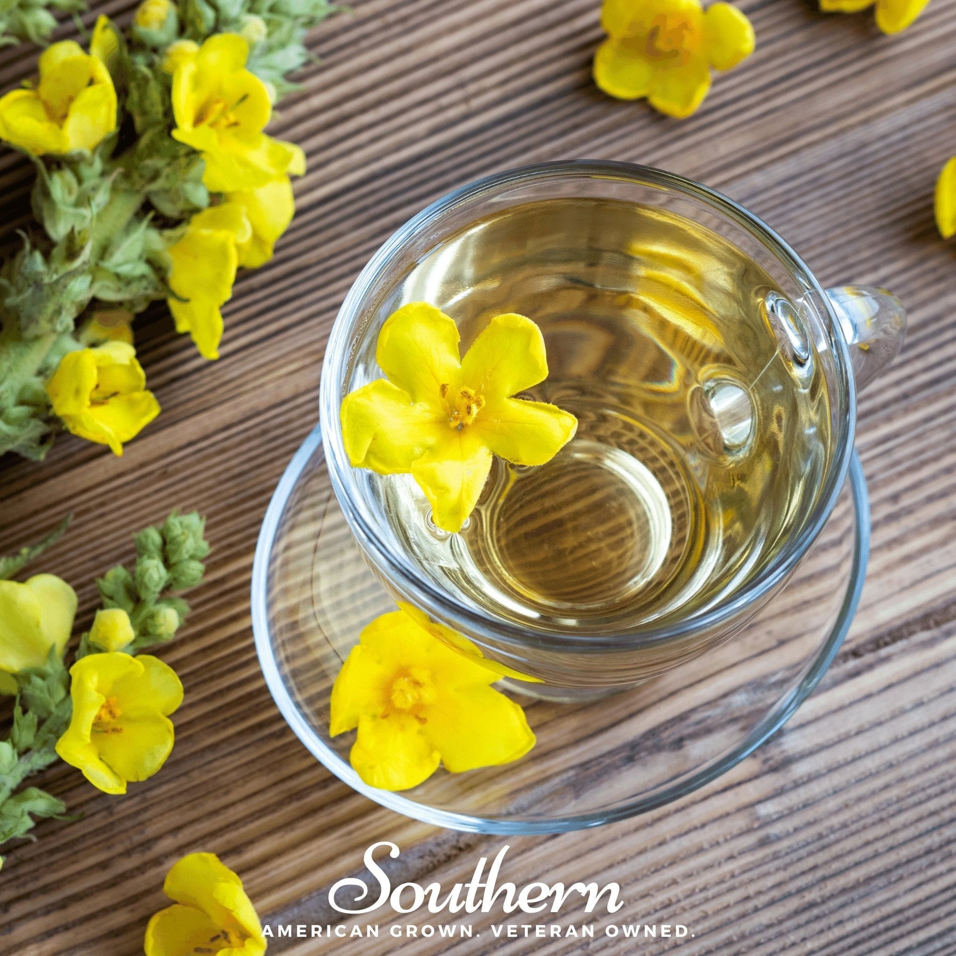 Greek Mullein – 100 Seeds