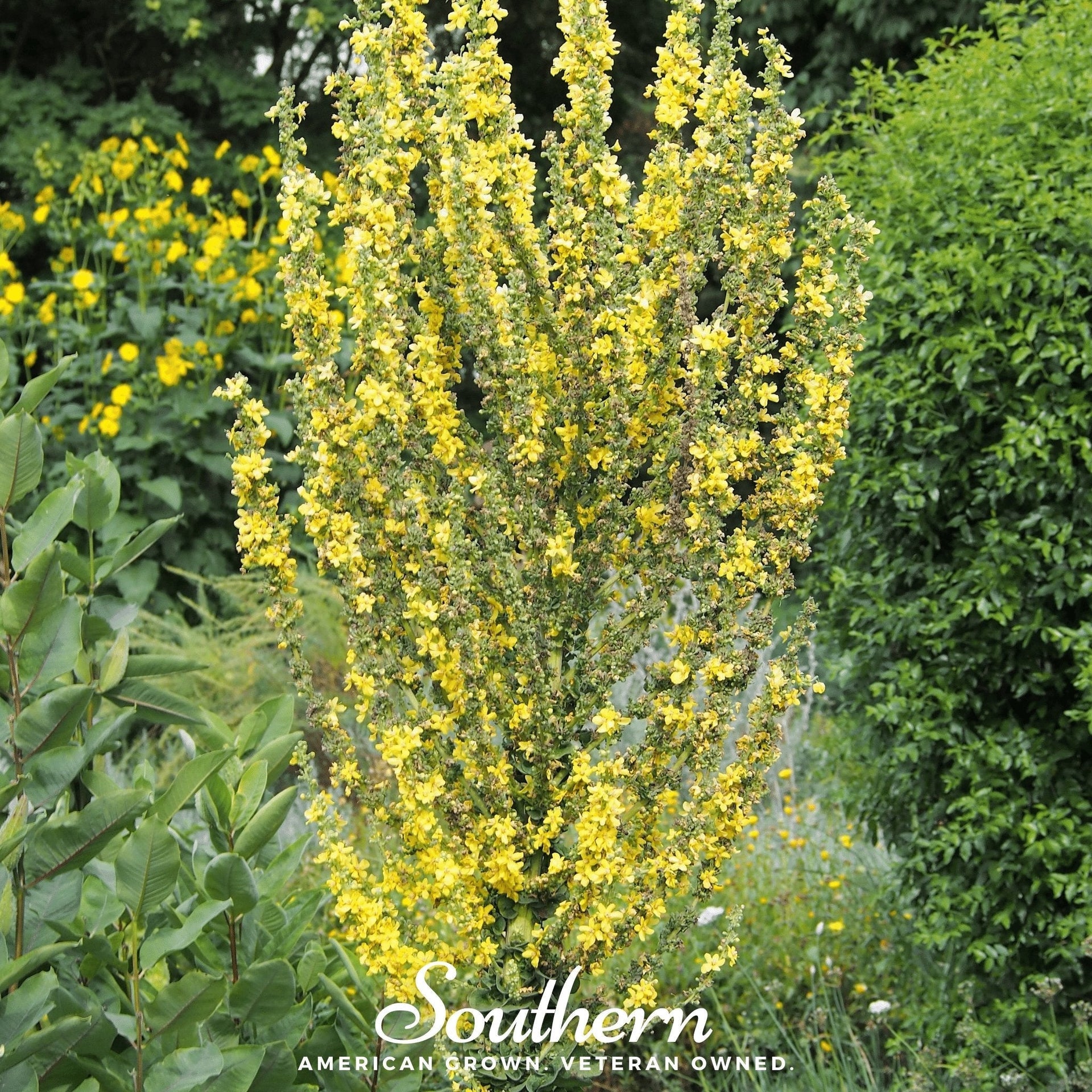 Greek Mullein – 100 Seeds