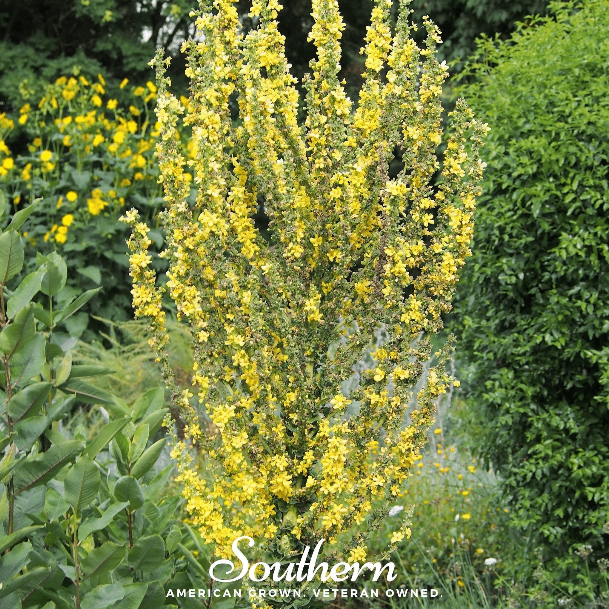 Greek Mullein – 100 Seeds