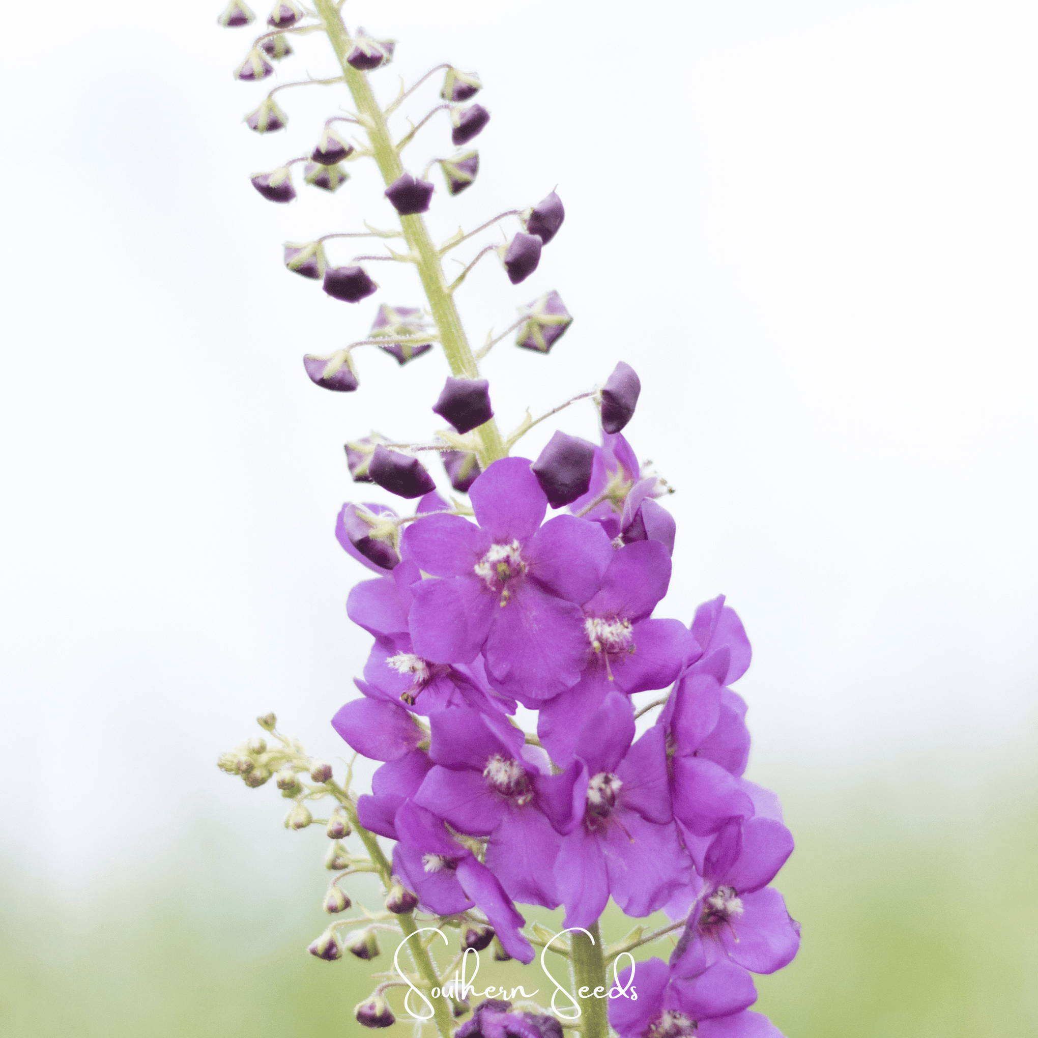 Purple Mullein – 50 Seeds