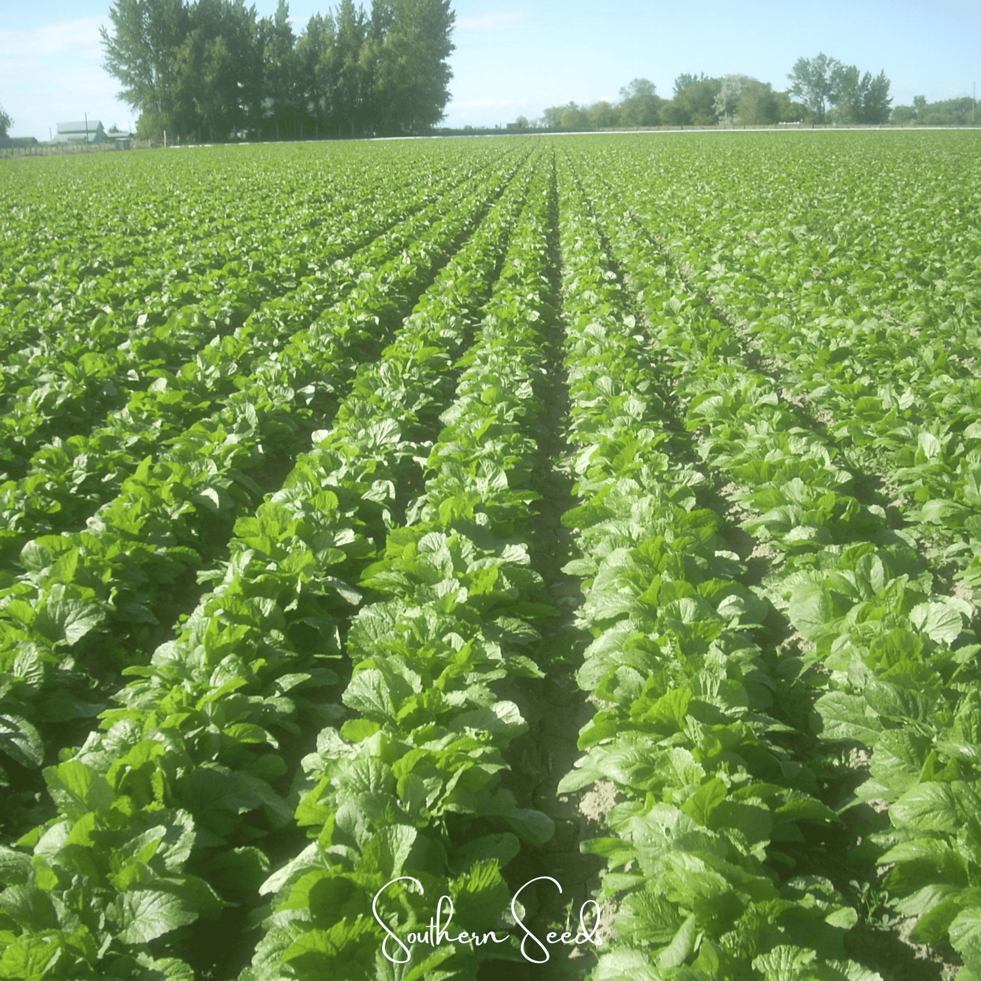 Florida Broadleaf Mustard – 250 Seeds