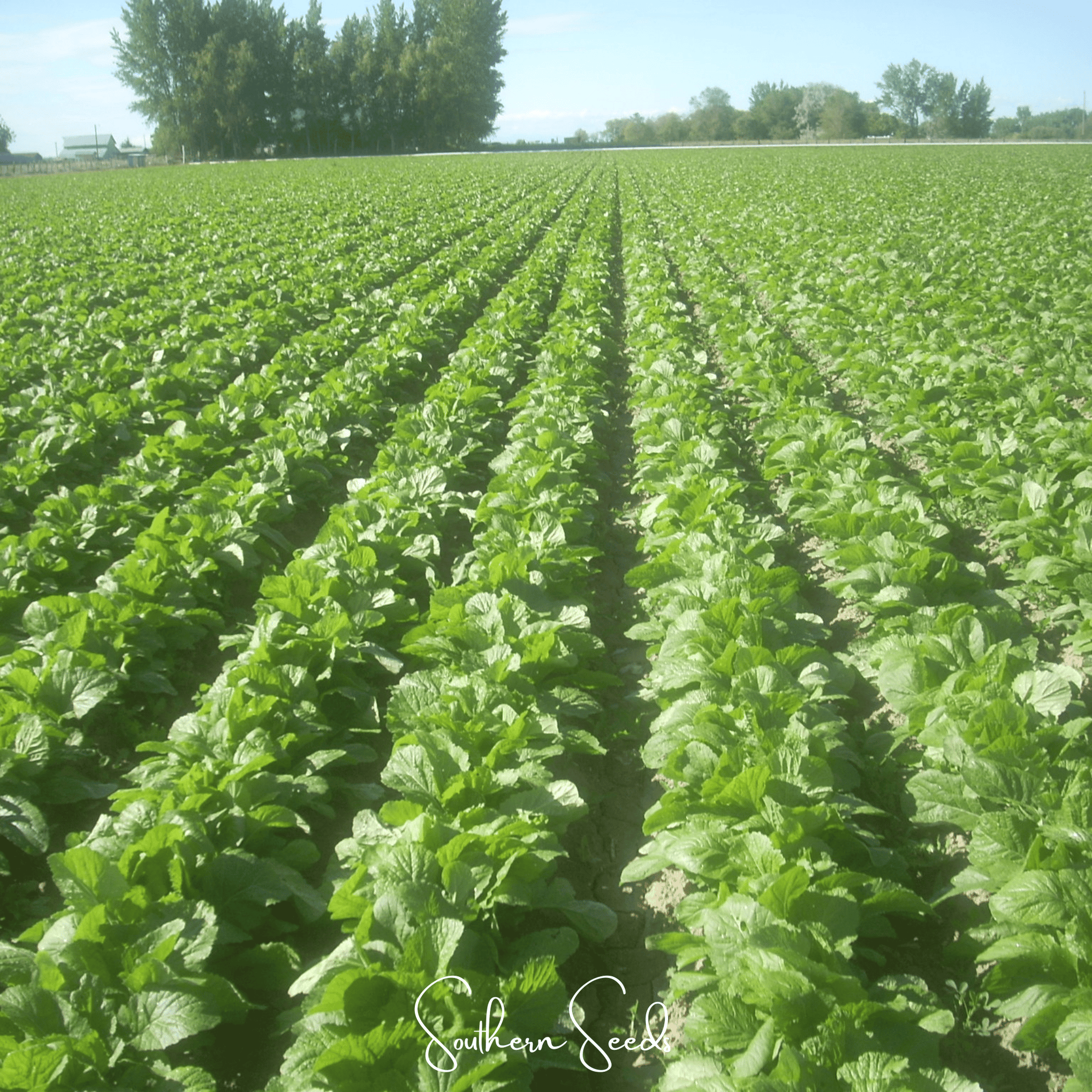 Florida Broadleaf Mustard – 250 Seeds