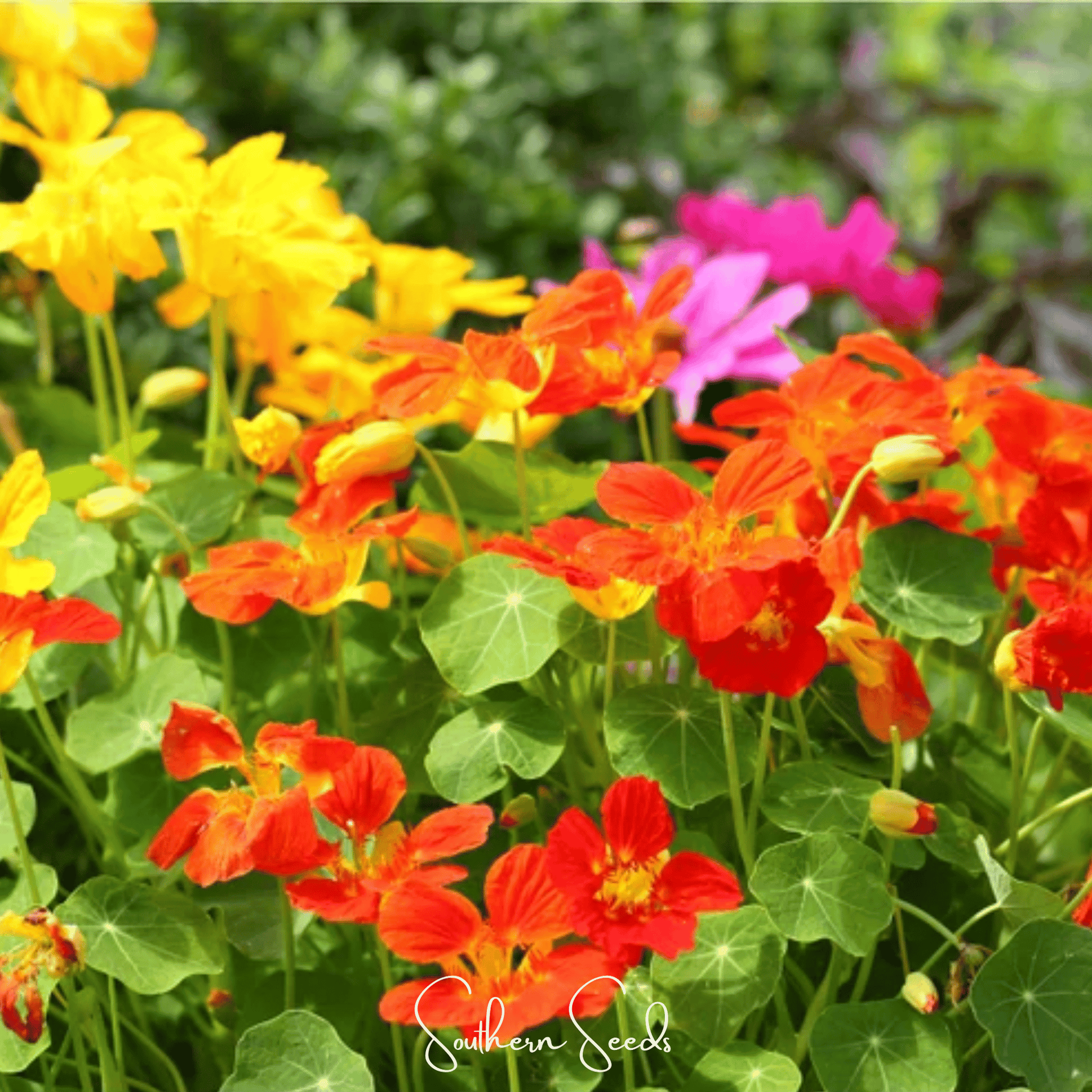 Tom Thumb Dwarf Nasturtium – 25 Seeds