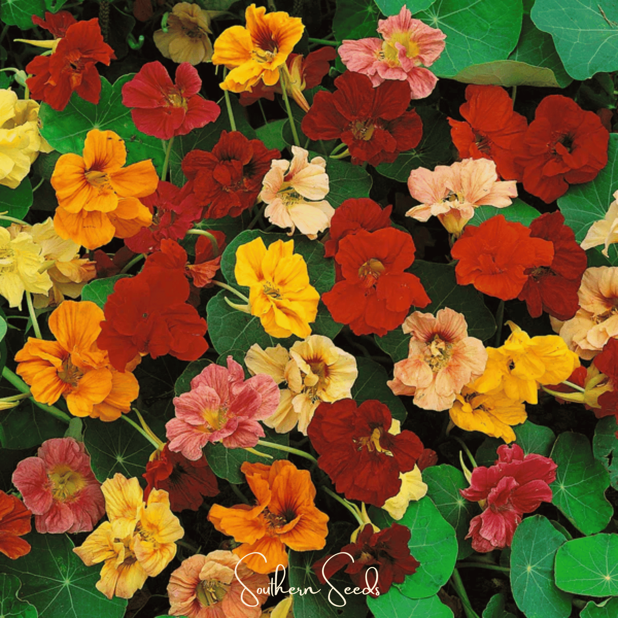 Tom Thumb Dwarf Nasturtium – 25 Seeds