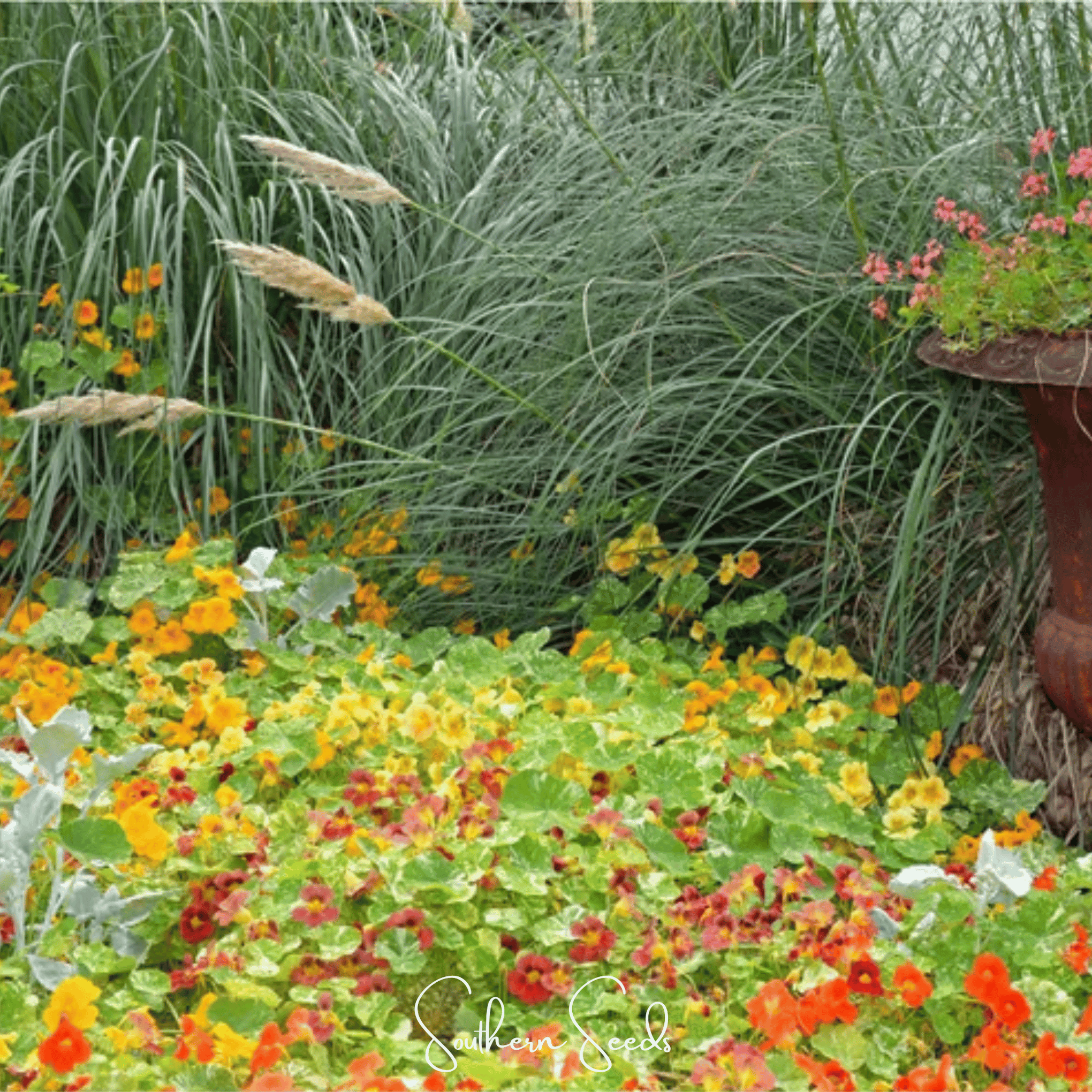 Tom Thumb Dwarf Nasturtium – 25 Seeds