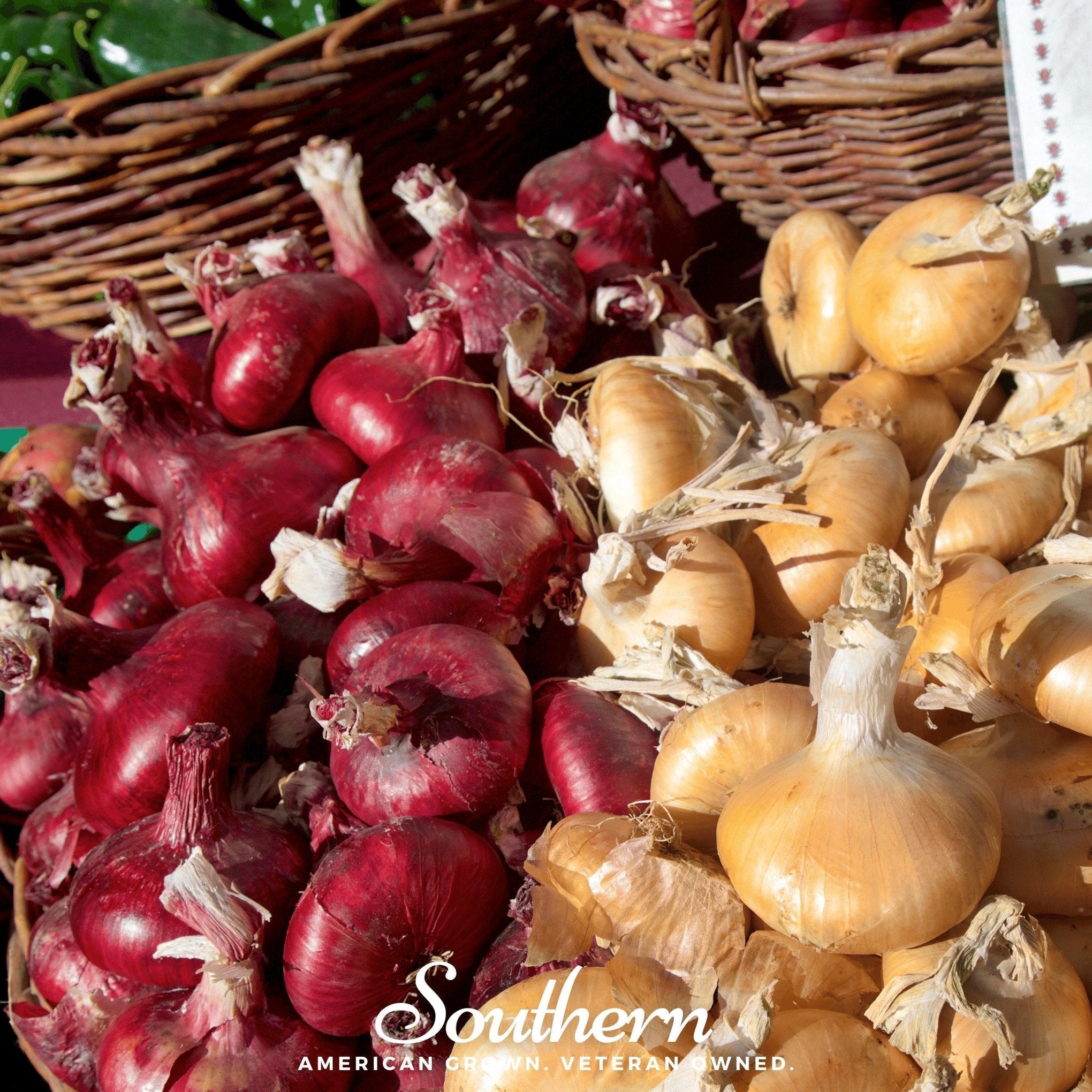 Cipollini Red Onion – 100 Seeds