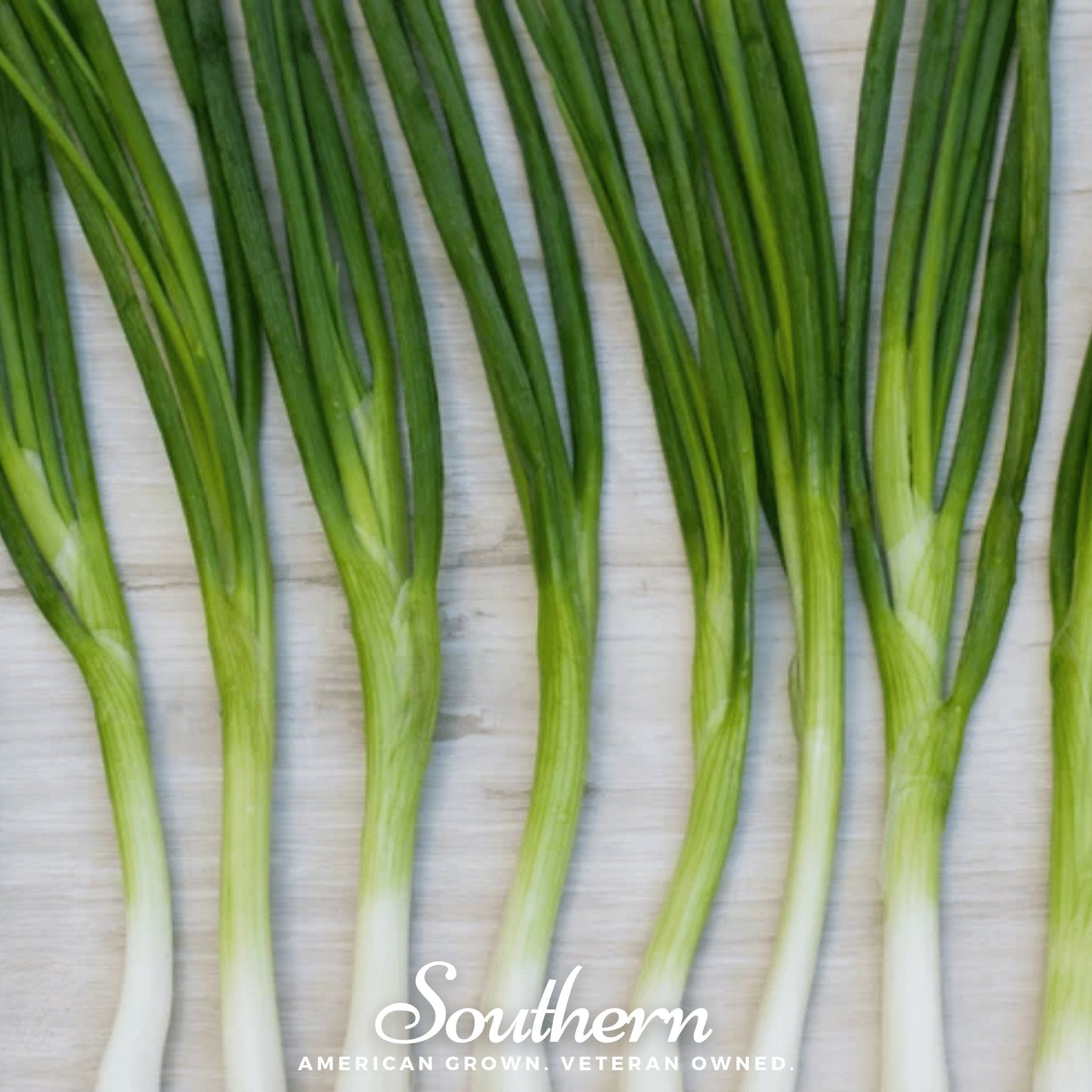 Evergreen Bunching Onion – 200 Seeds
