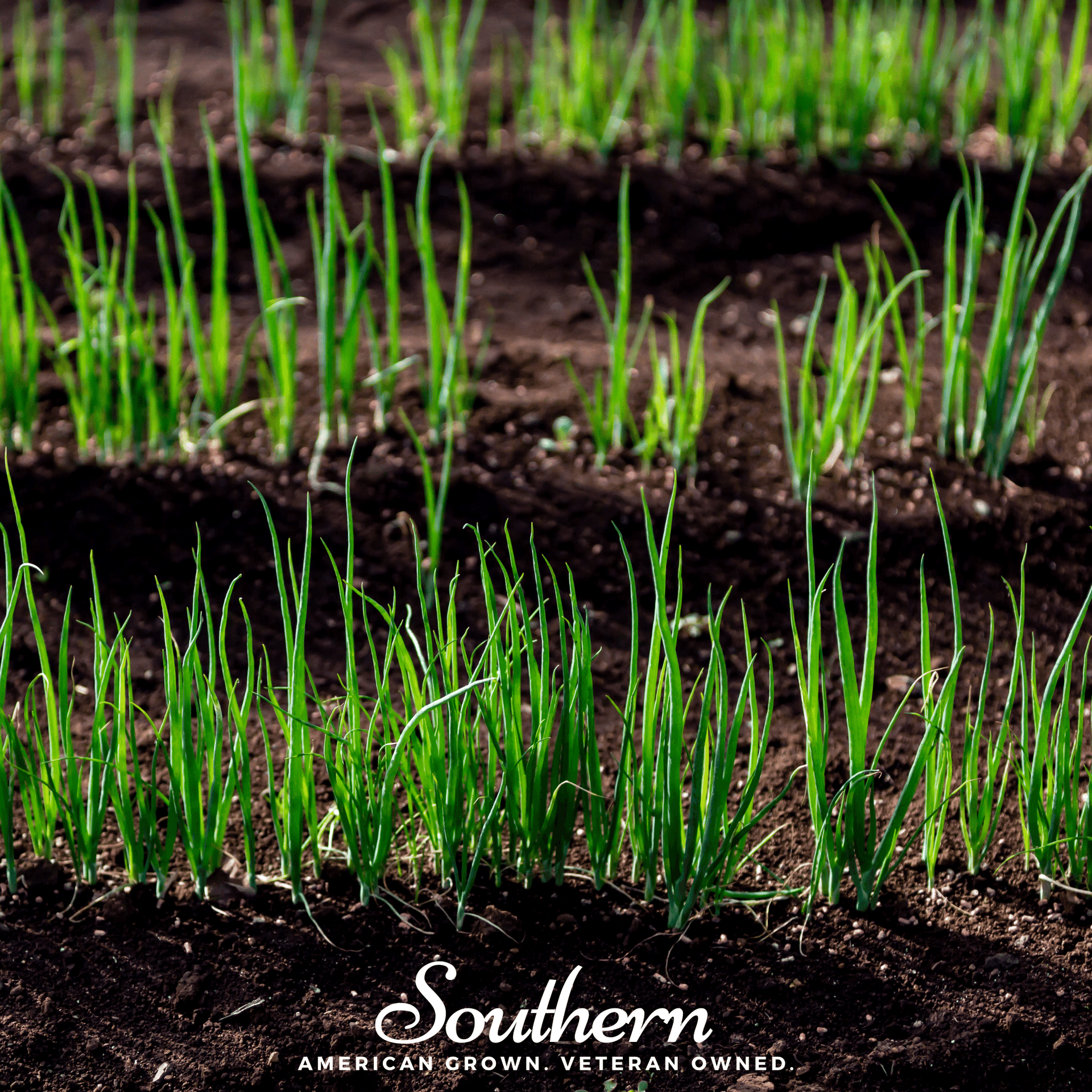 Evergreen Bunching Onion – 200 Seeds