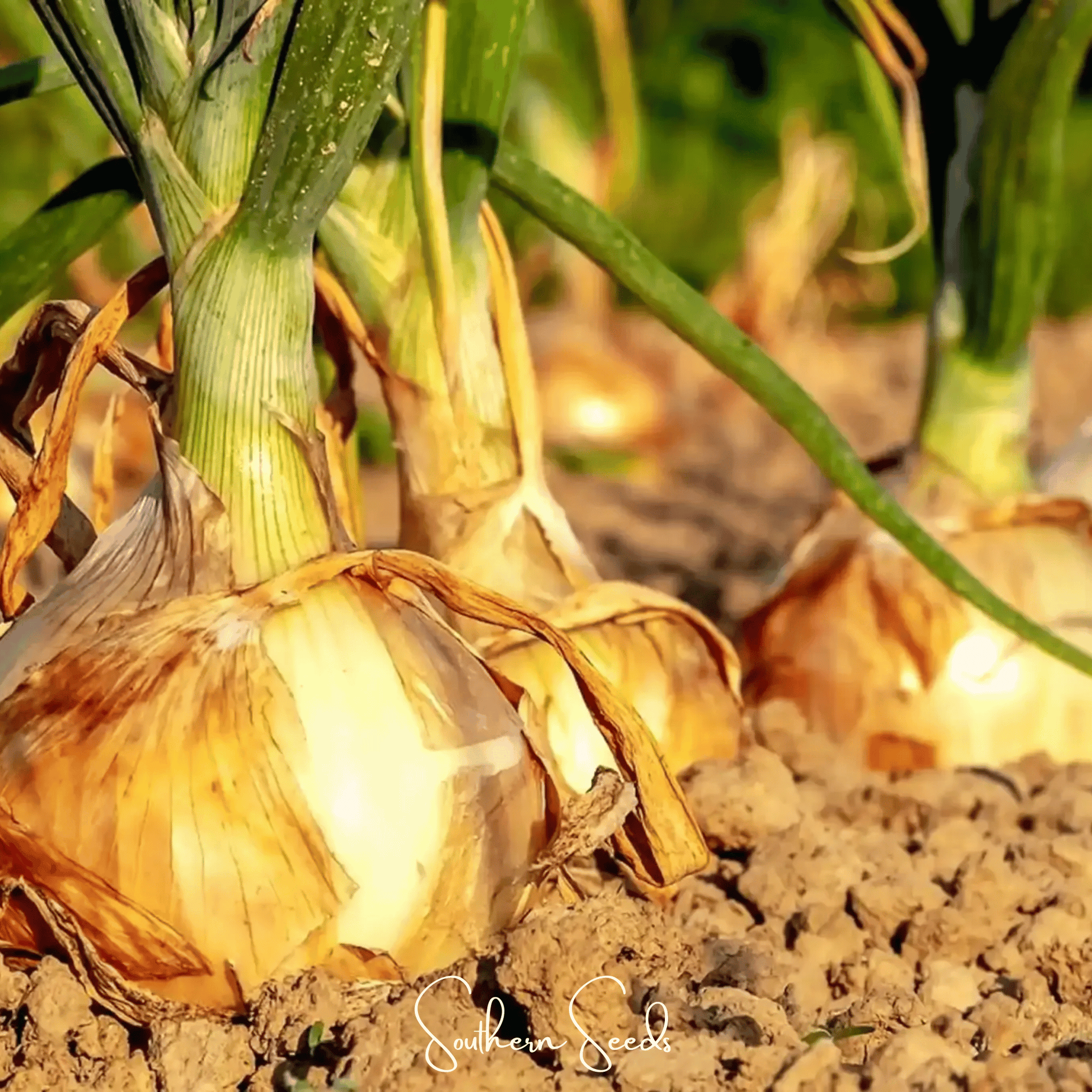 Texas Grano Early Onion – 200 Seeds