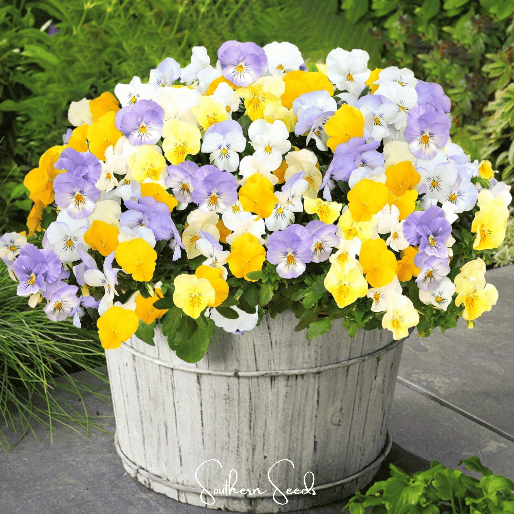 Pastel Pansy Mix – 100 Seeds
