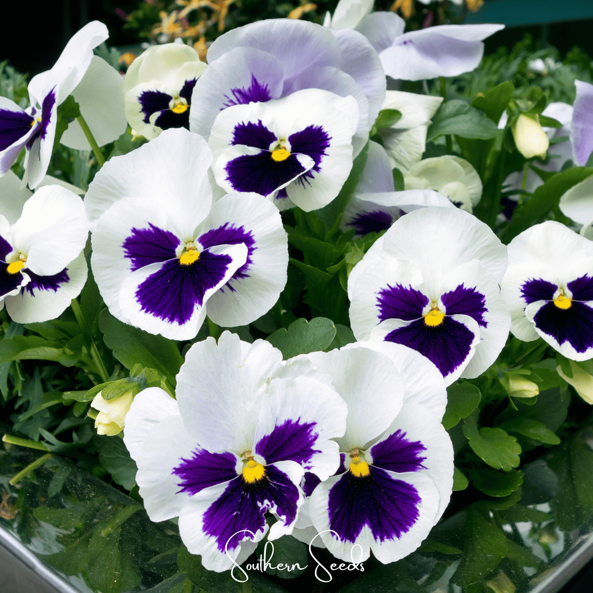 Swiss Giant Silverbride Pansy – 50 Seeds
