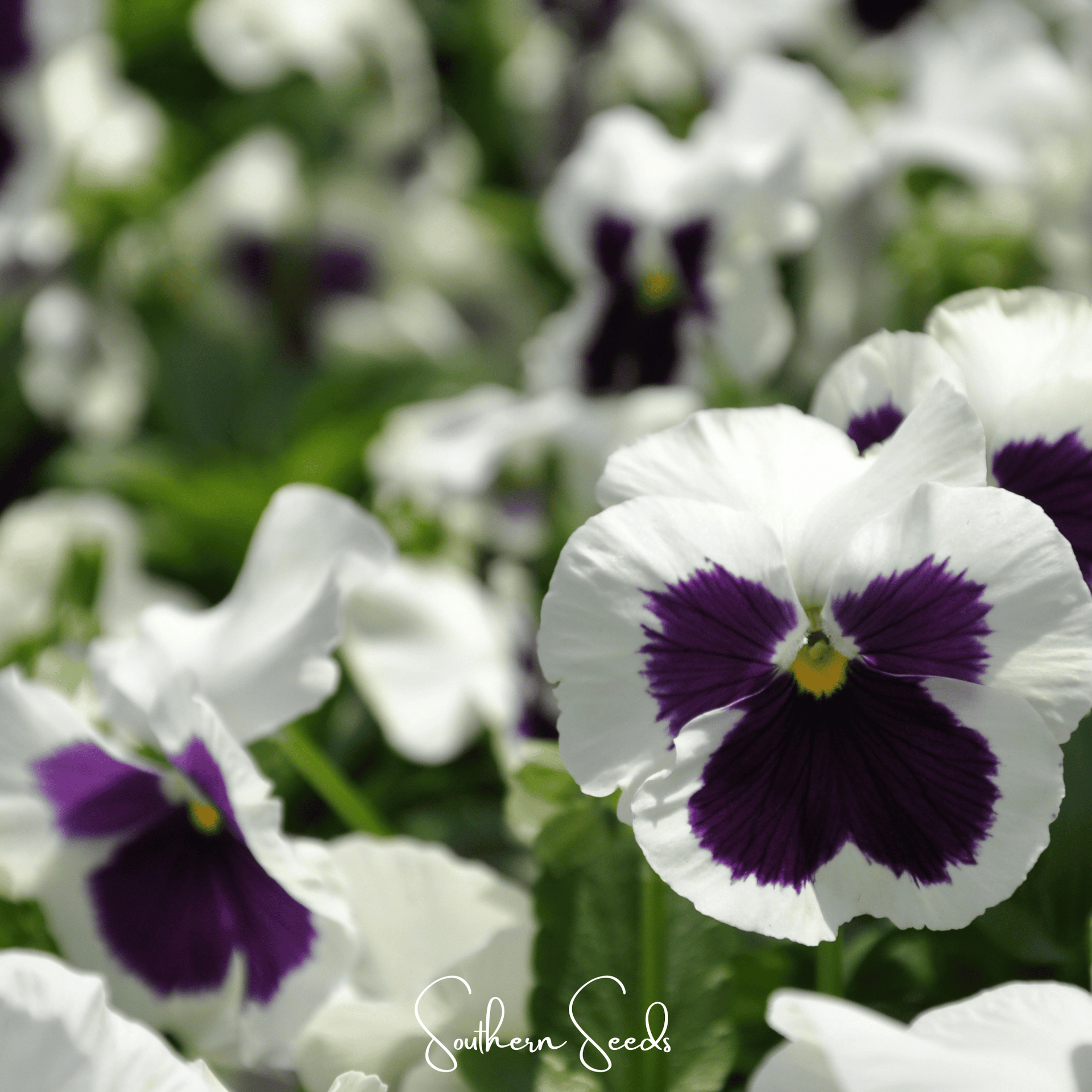 Swiss Giant Silverbride Pansy – 50 Seeds