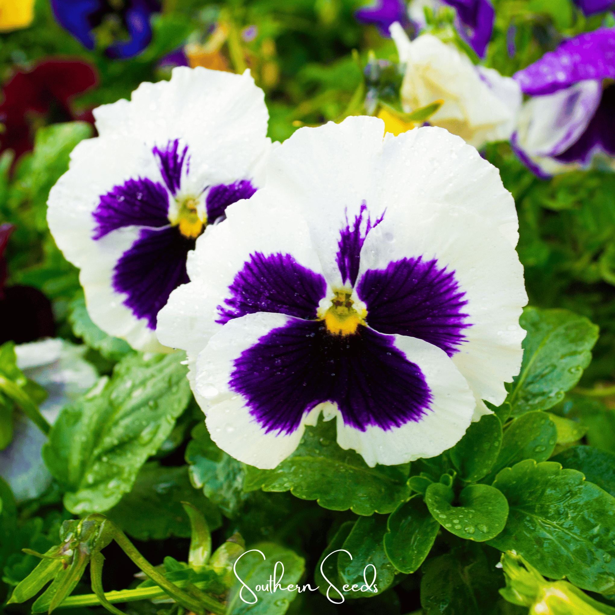 Swiss Giant Silverbride Pansy – 50 Seeds