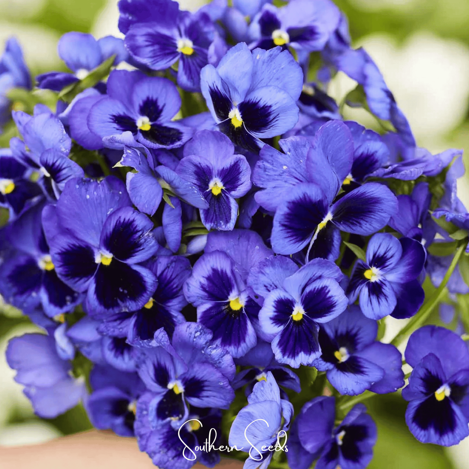 Swiss Giant Ullswater Pansy – 50 Seeds