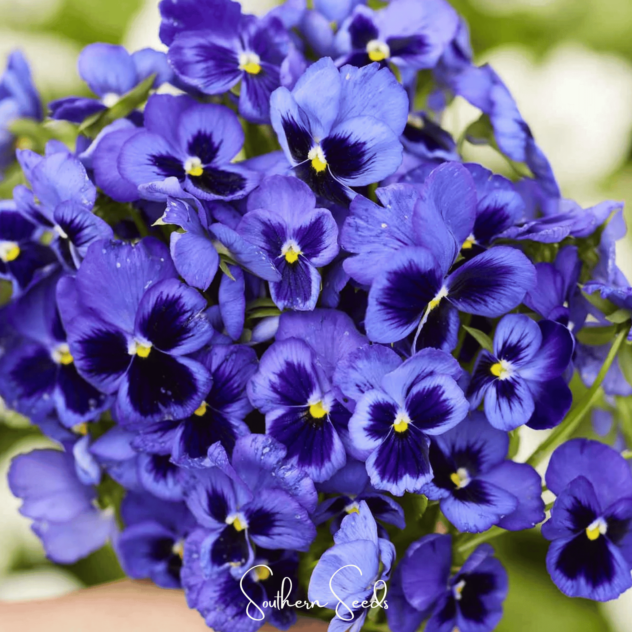 Swiss Giant Ullswater Pansy – 50 Seeds