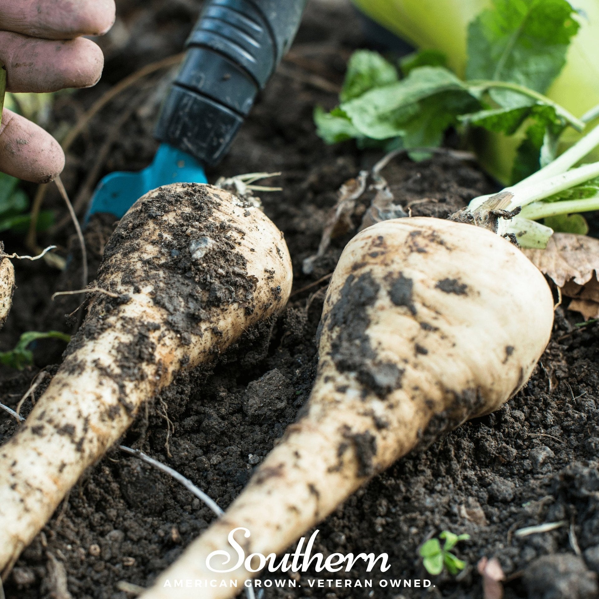 All American Parsnip – 100 Seeds