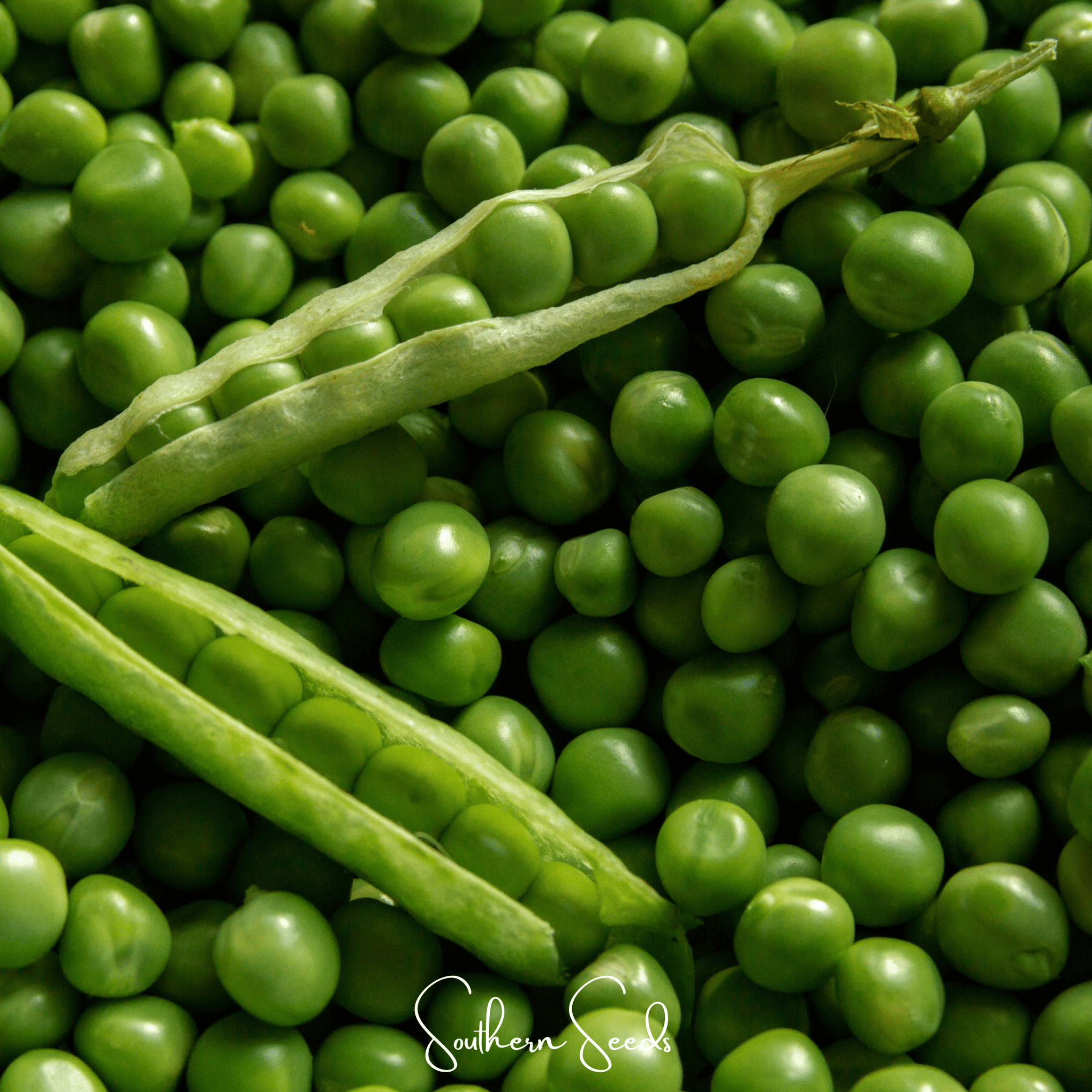 Early Frosty Peas – 25 Seeds