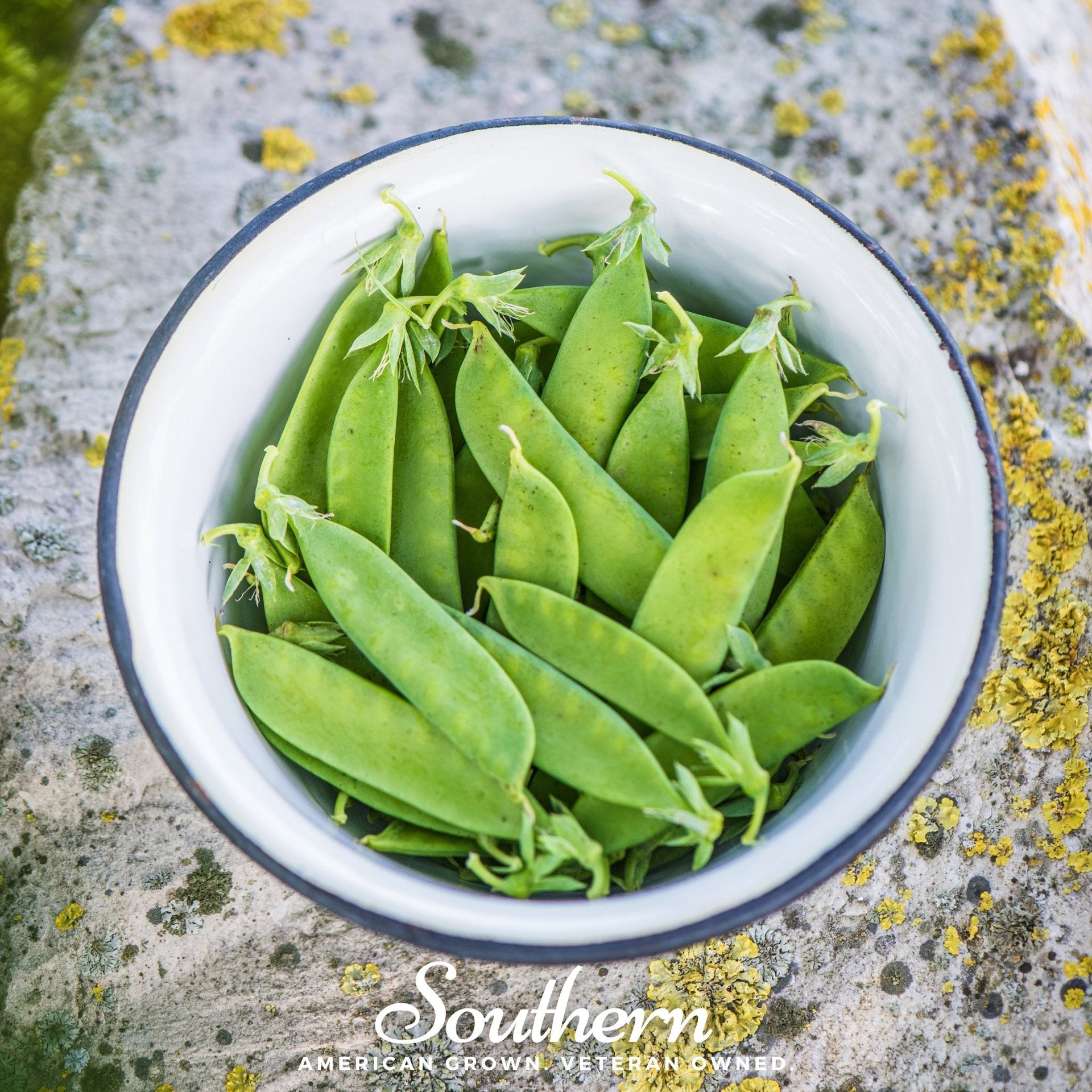 Sugar Daddy Peas – 20 Seeds
