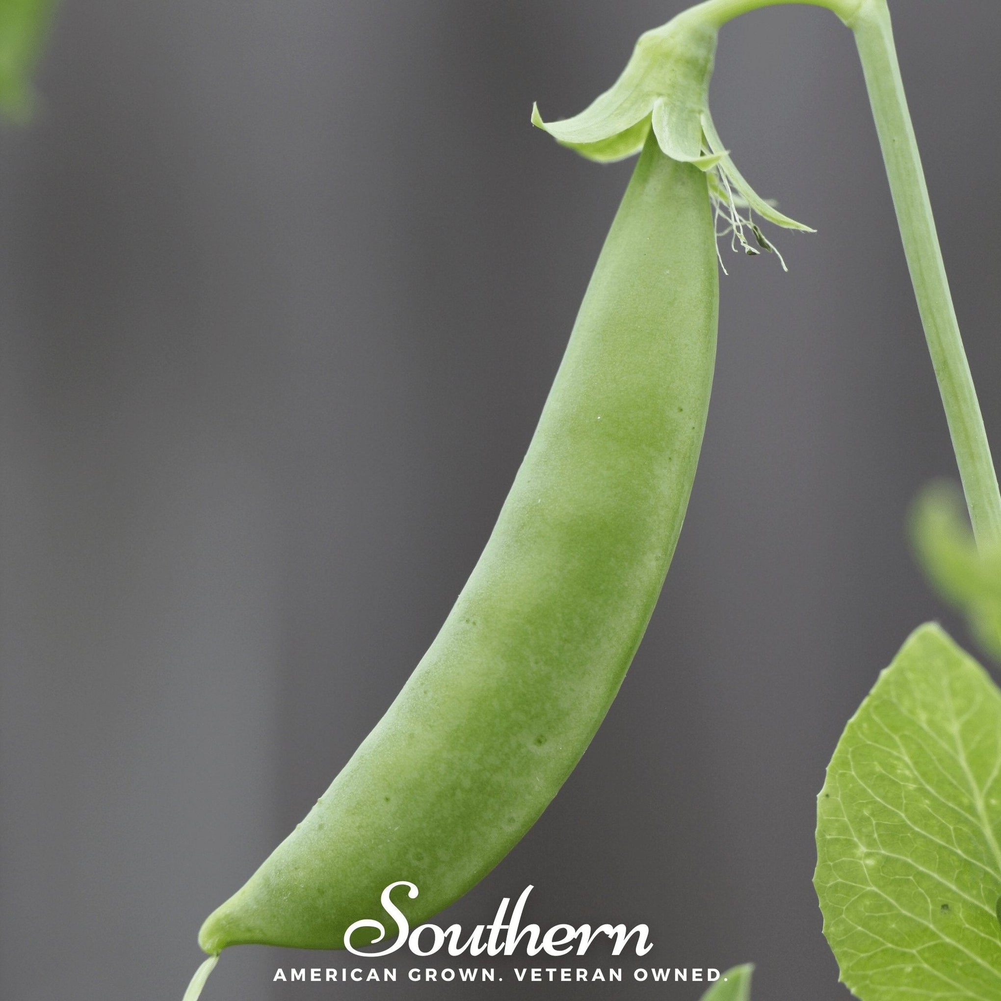 Sugar Snap Peas – 20 Seeds