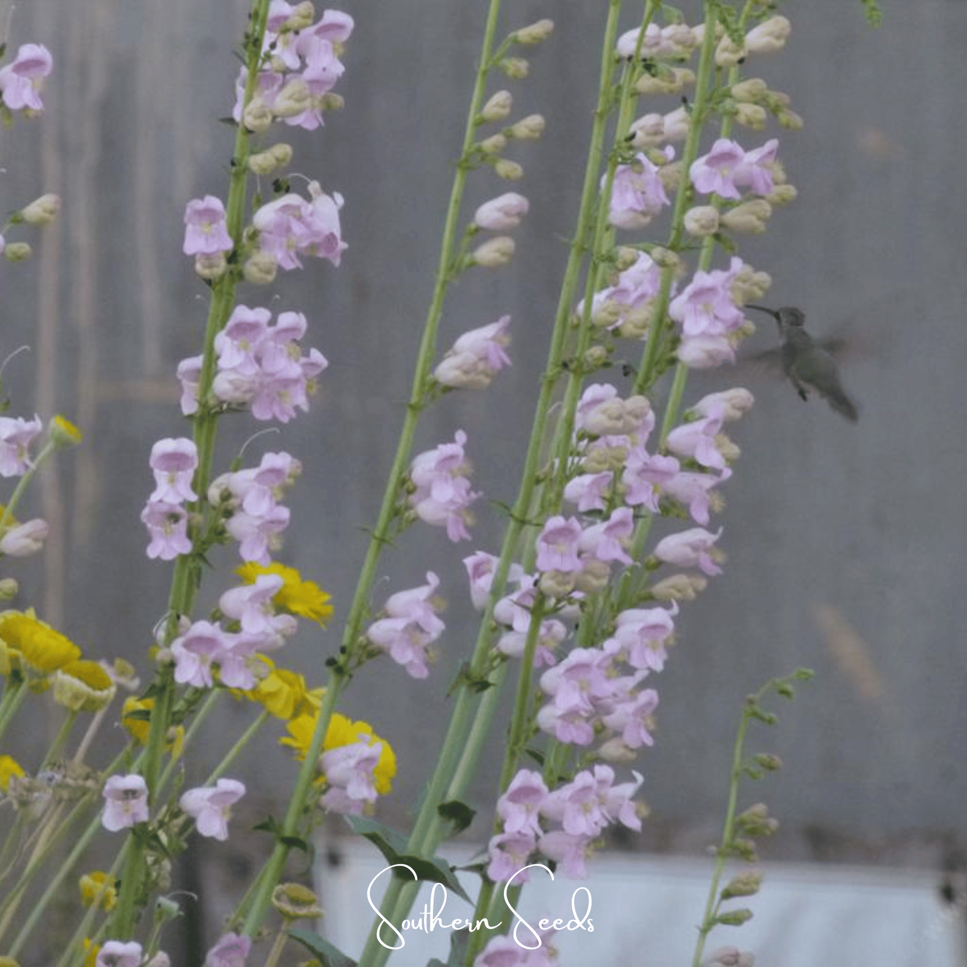 Palmer Penstemon – 100 Seeds